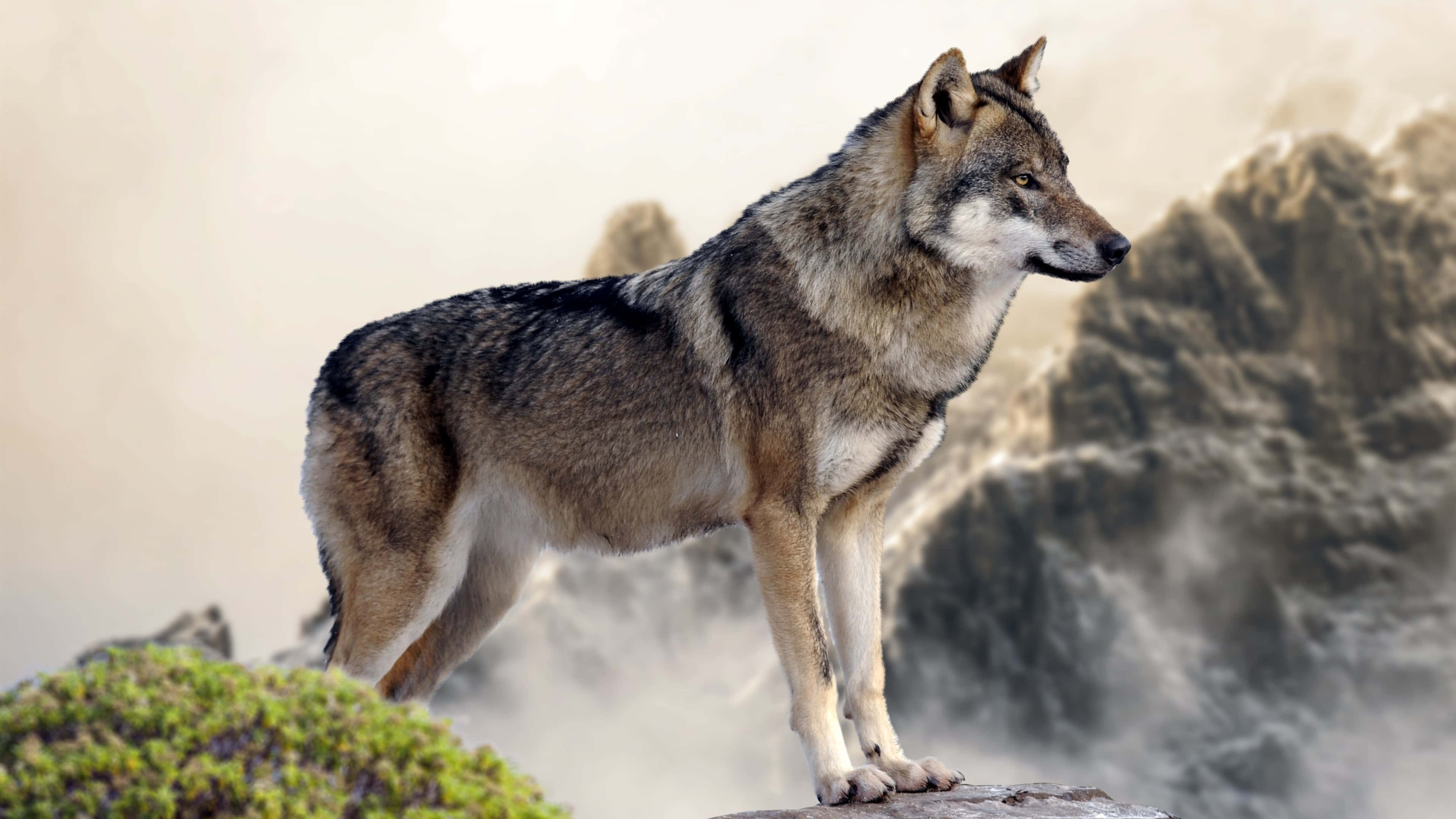Wolf In Mountains 桌布 壁紙 — 一頭孤狼警覺地站在霧氣瀰漫的懸崖上，俯瞰下方崎嶇的山脈和綠色苔蘚。