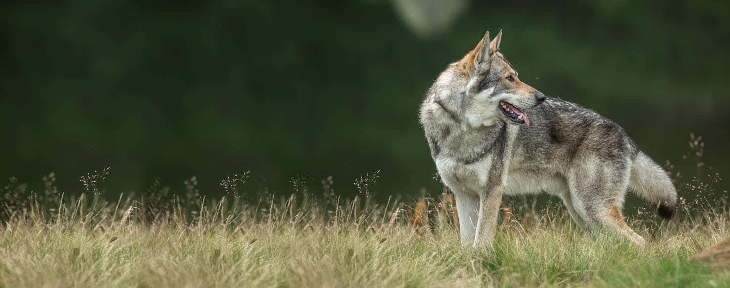 wolfdog 桌布 壁紙 — 一頭孤狼警覺地站在高高的金色草叢中，背後是模糊的綠色森林。