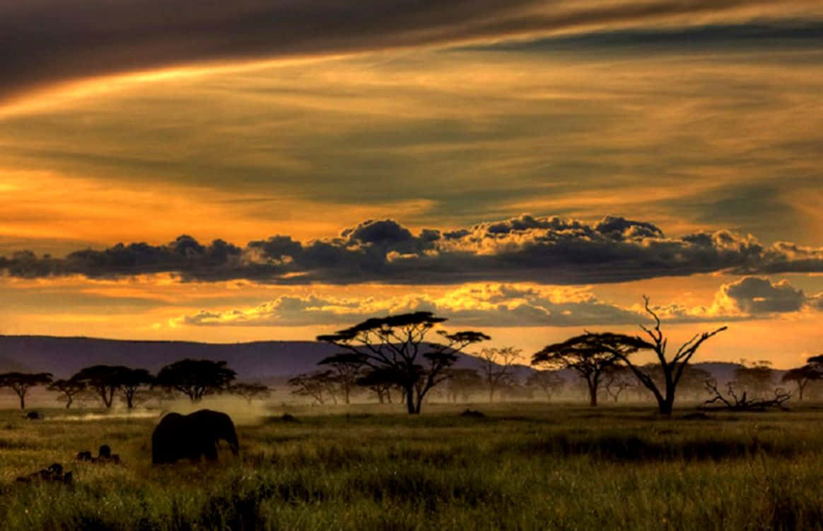 African Wildlife 桌布 壁紙 — 一頭孤獨的大象在金色的大草原草地上吃草，背景是戲劇性的日落天空，有火紅的橙色雲彩和剪影般的金合歡樹。
