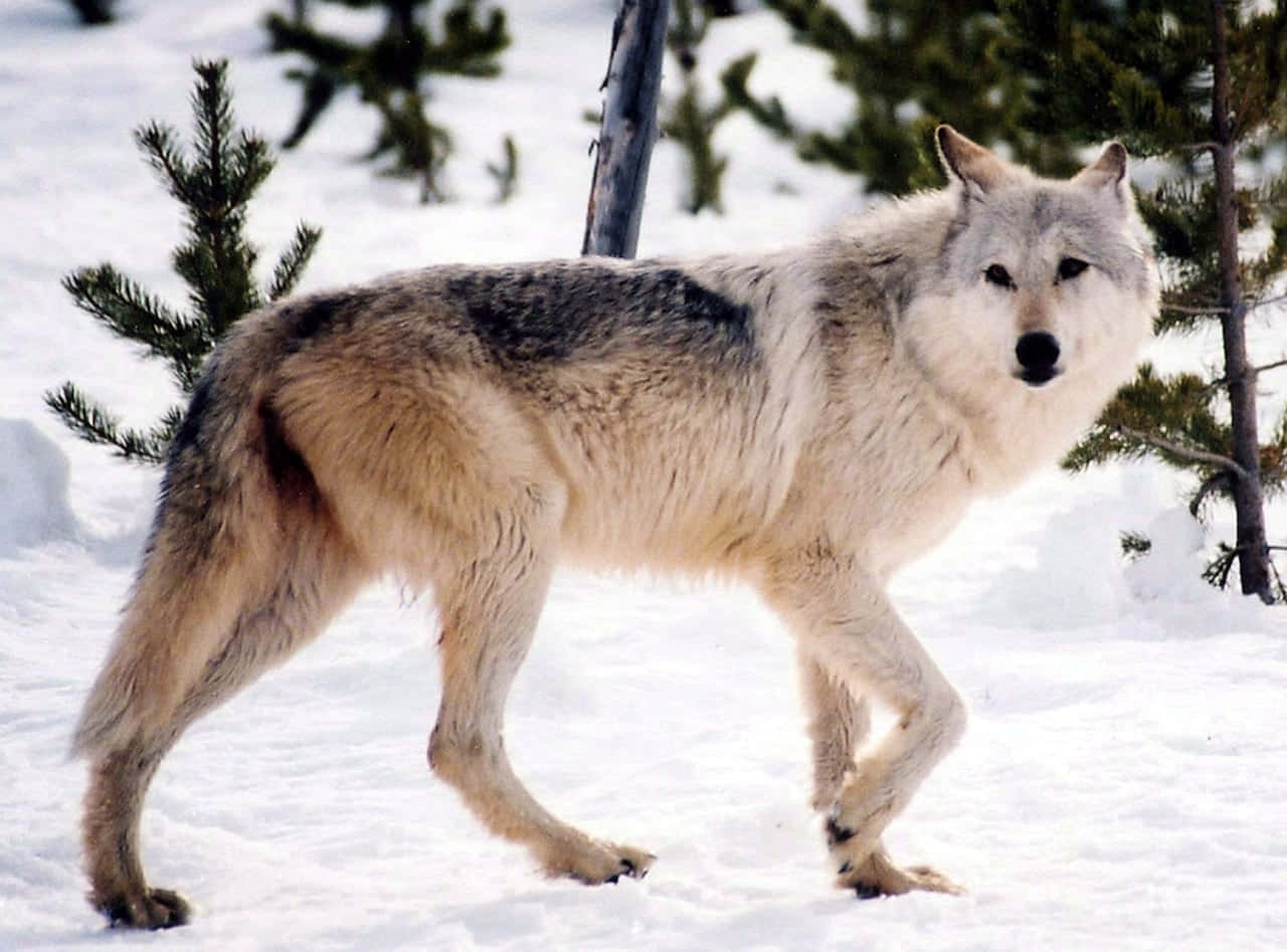 Wolf In Snow 桌布 壁紙 — 一頭孤獨的灰狼在冬季森林的常青樹旁穿過深雪。