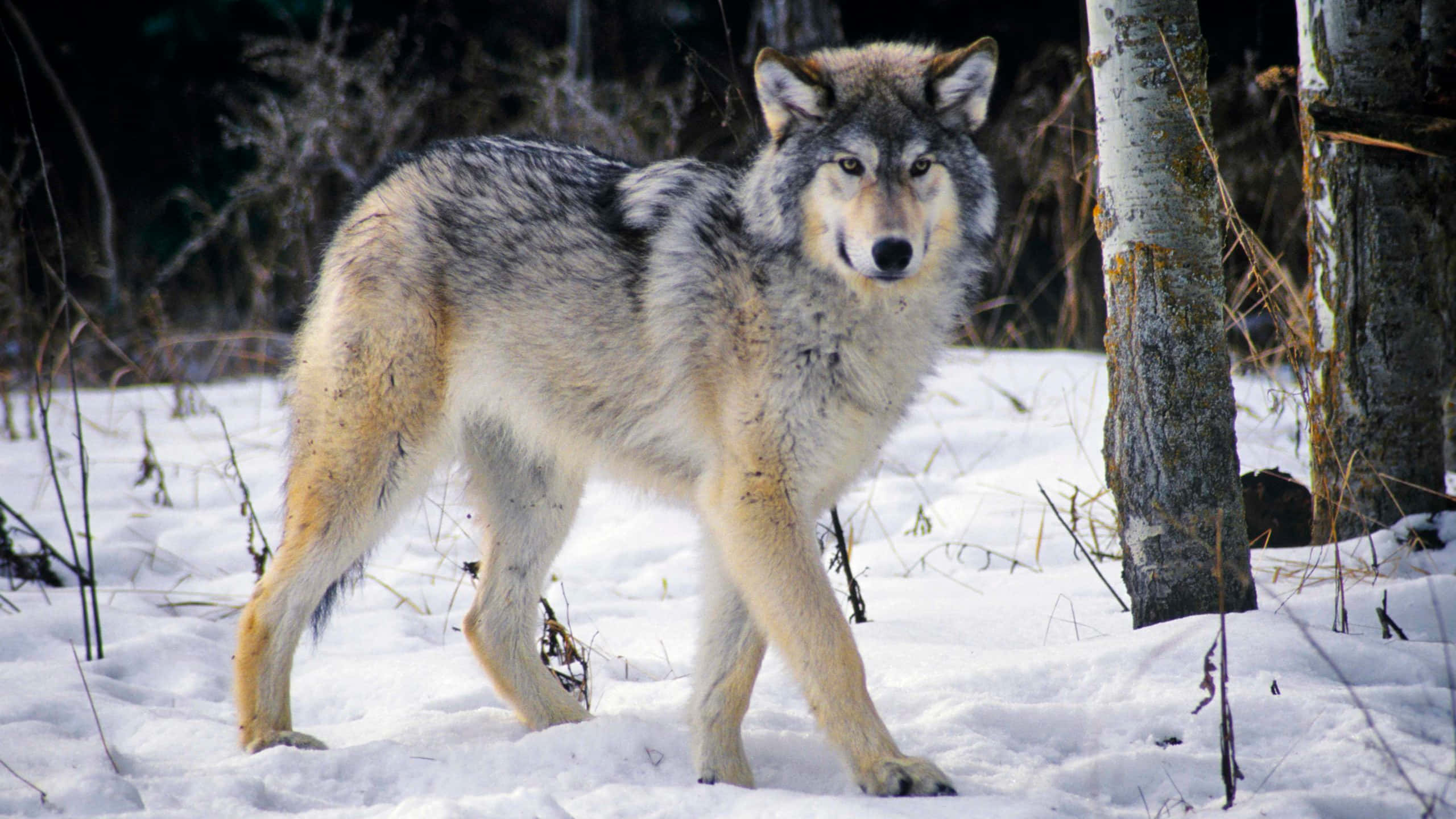 Wolf In Winter 桌布 壁紙 — 一頭孤獨的灰狼在冬季森林的白樺樹旁深雪中警覺地站立。