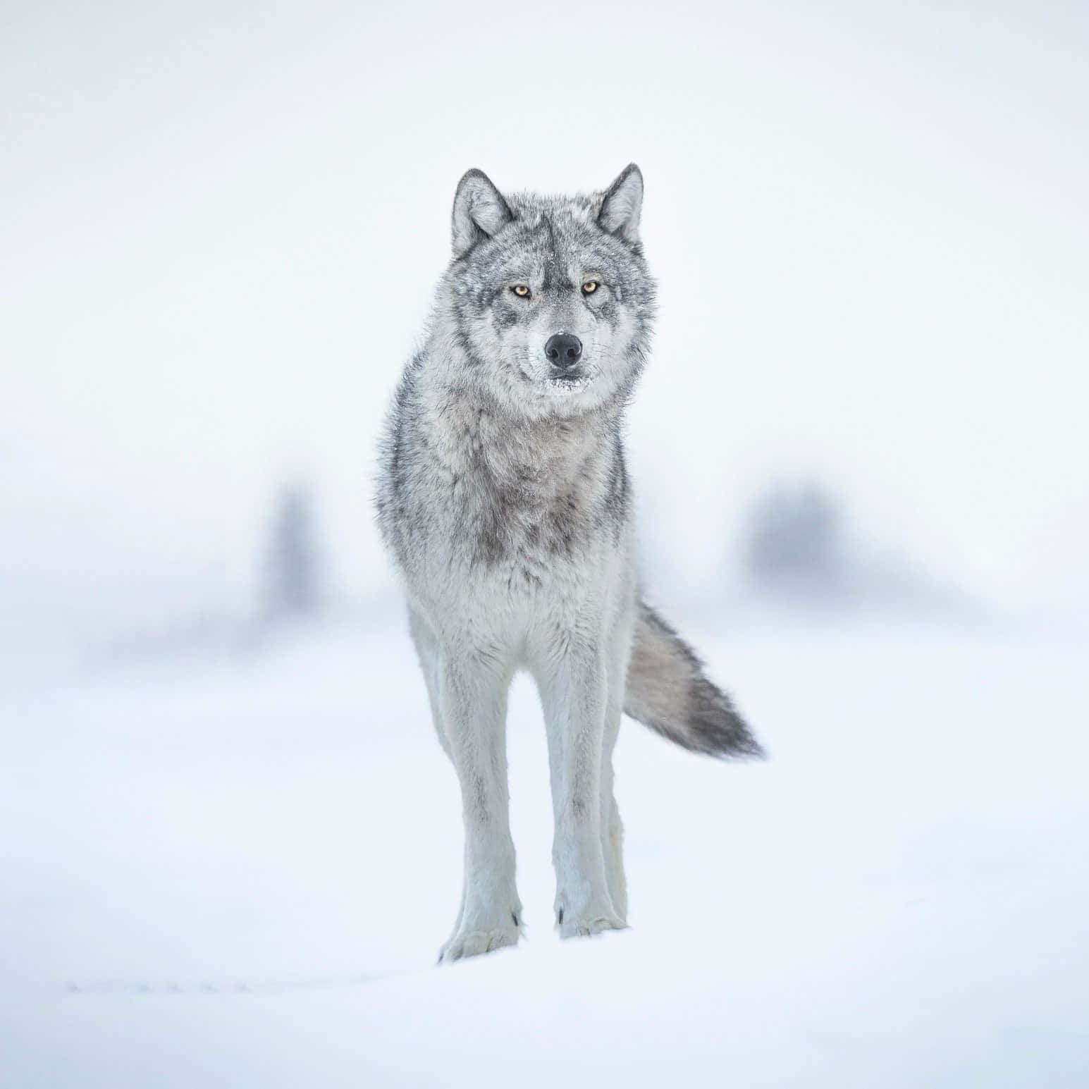 Wolf Photography 桌布 壁紙 — 一頭孤獨的灰狼在白雪皚皚的冬季景觀中警覺地站立，背景是柔和模糊的樹木。