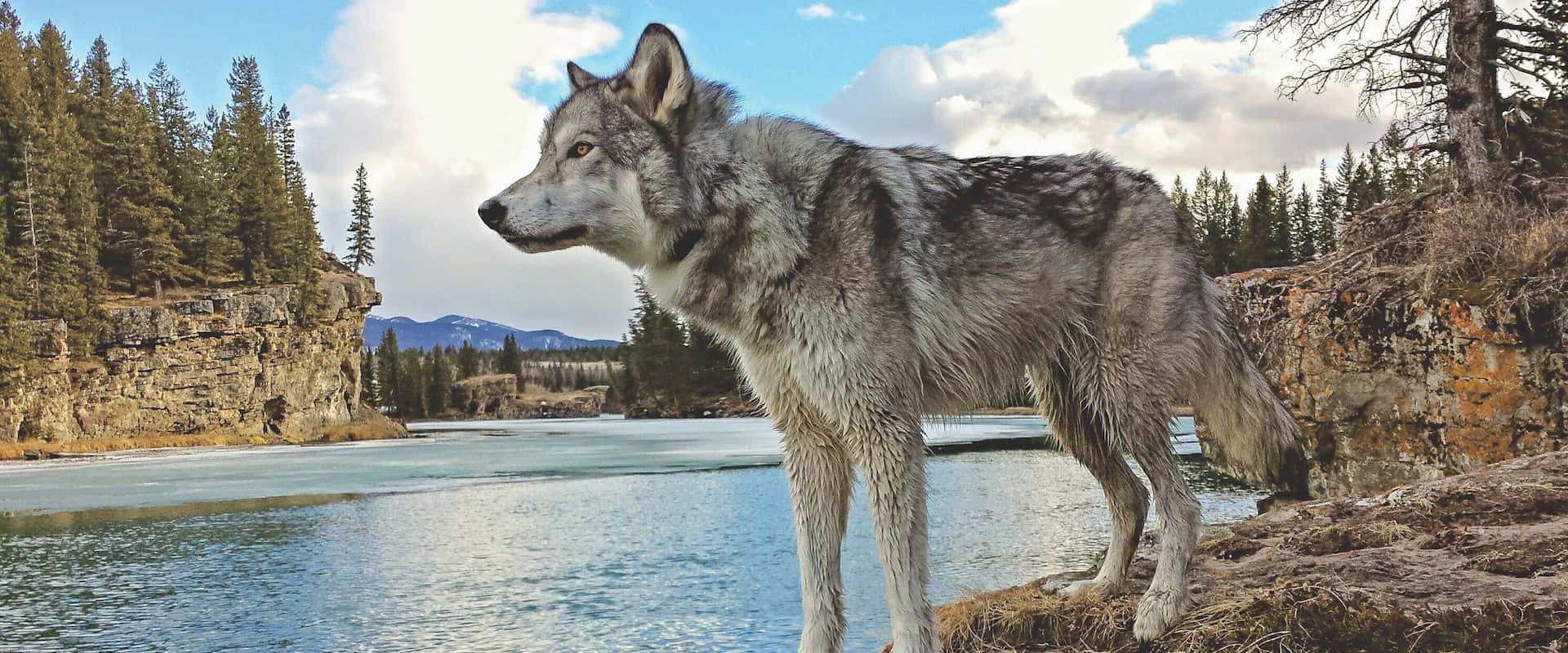 wolfdog 桌布 壁紙 — 一頭孤獨的灰狼在部分多雲的天空下，警覺地站在被松樹和遠山環繞的岩石河岸上。