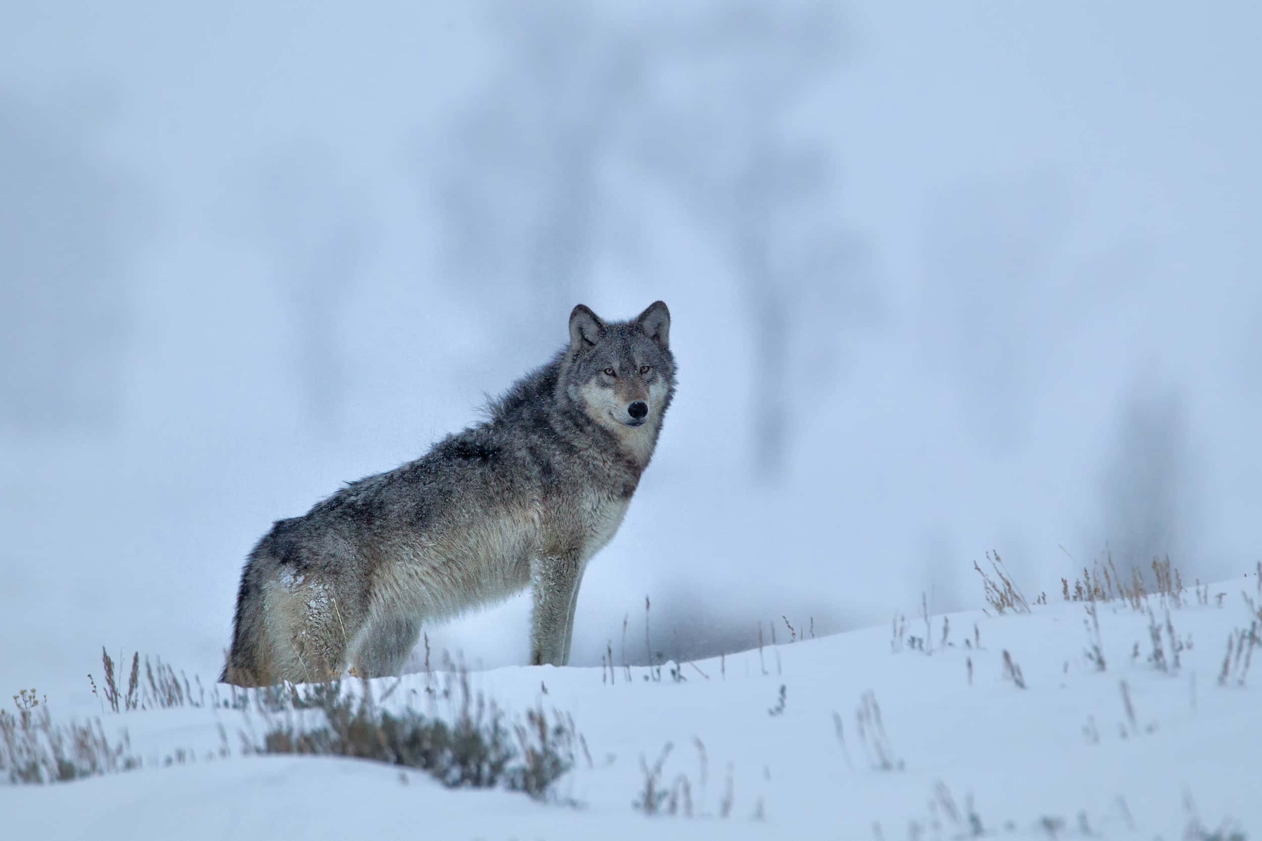 Wolf In Snow 桌布 壁紙 — 一頭孤獨的灰狼在雪地上警覺地站著，背景是模糊的冬季樹木。