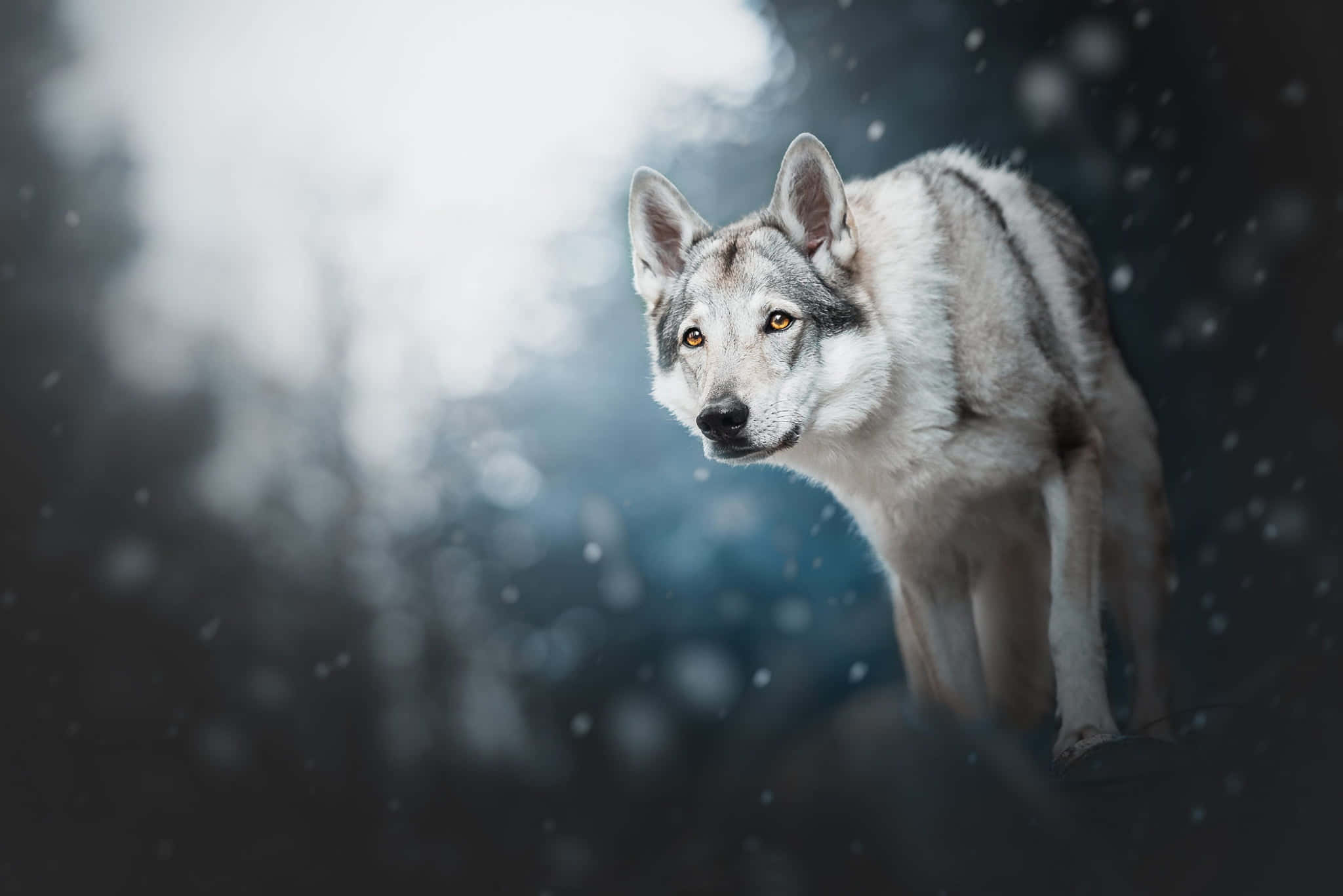Wolf Pup 桌布 壁紙 — 一頭孤獨的灰狼在雪地森林中警覺地站立，周圍有柔和的散景和飄落的雪花。