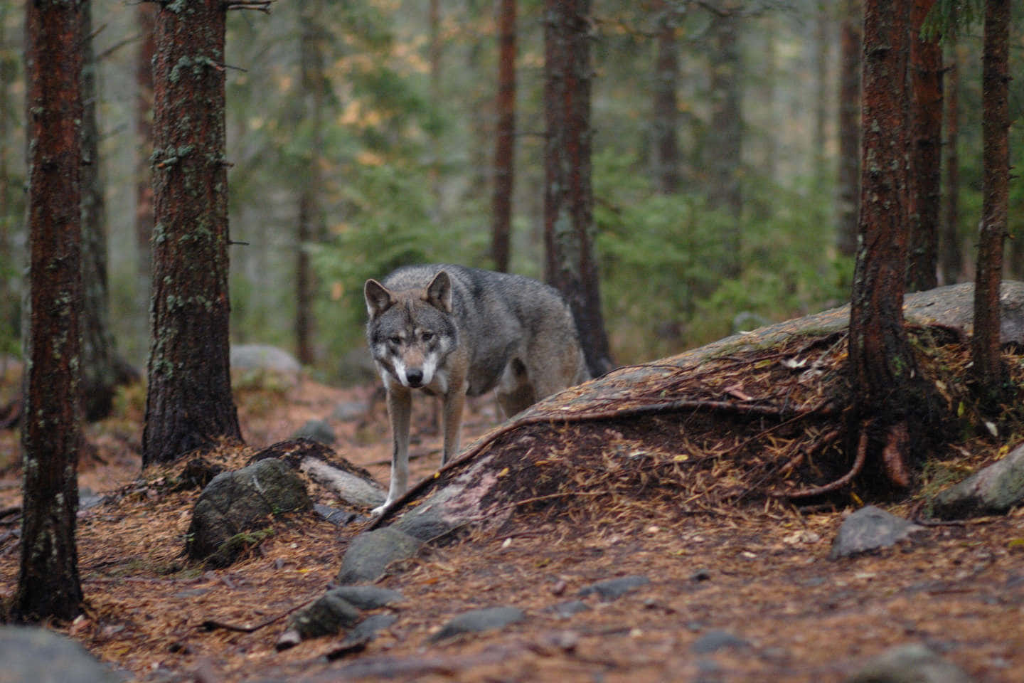 Hunting Wolves 桌布 壁紙 — 一頭孤獨的灰狼警覺地站在長滿苔蘚的森林地面上，周圍是高聳的松樹和落葉。