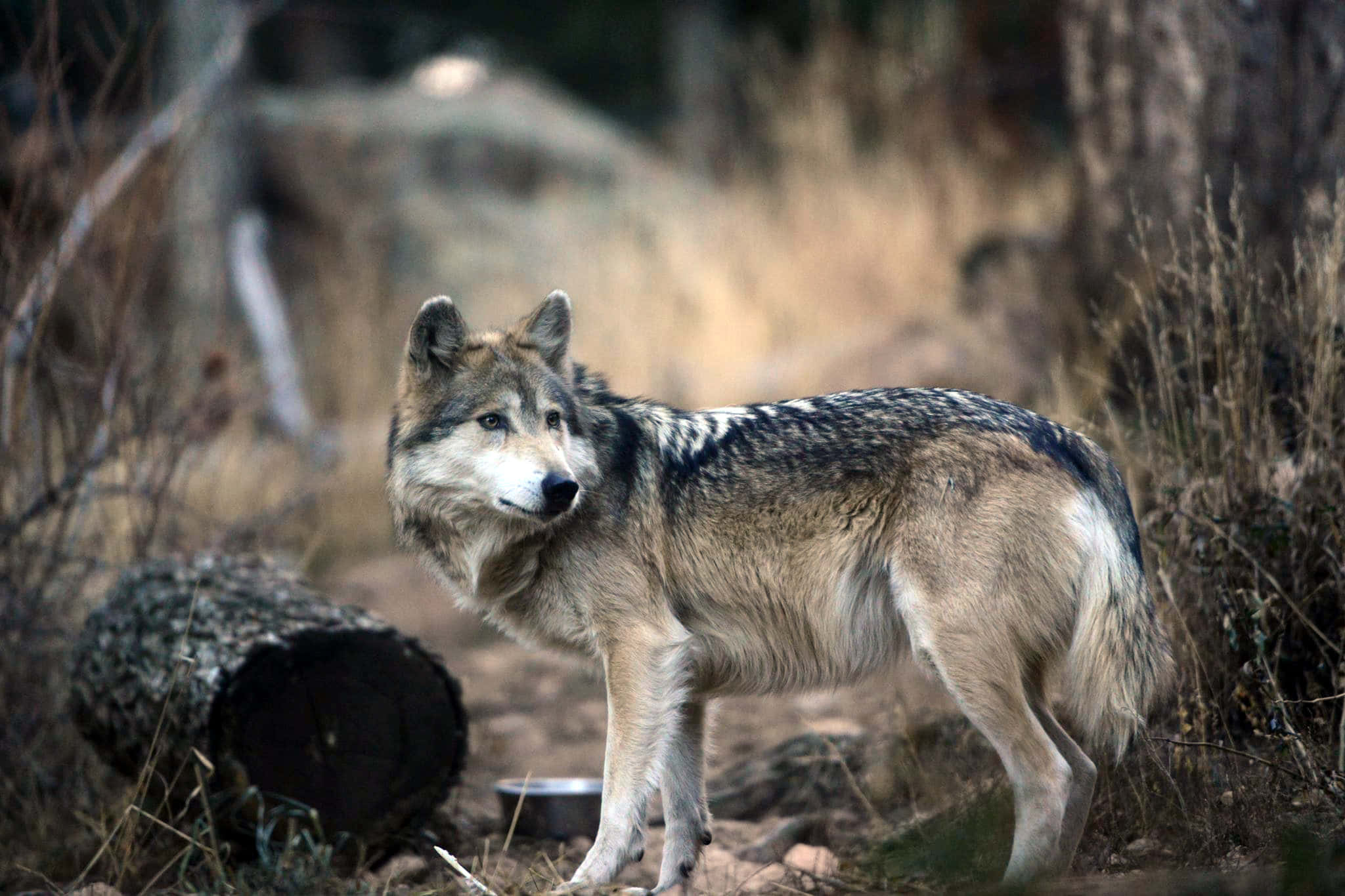 Mexican Wolf 桌布 壁紙 — 一頭孤獨的狼在乾燥的草地森林空地中保持警覺，附近有一根倒下的木頭。