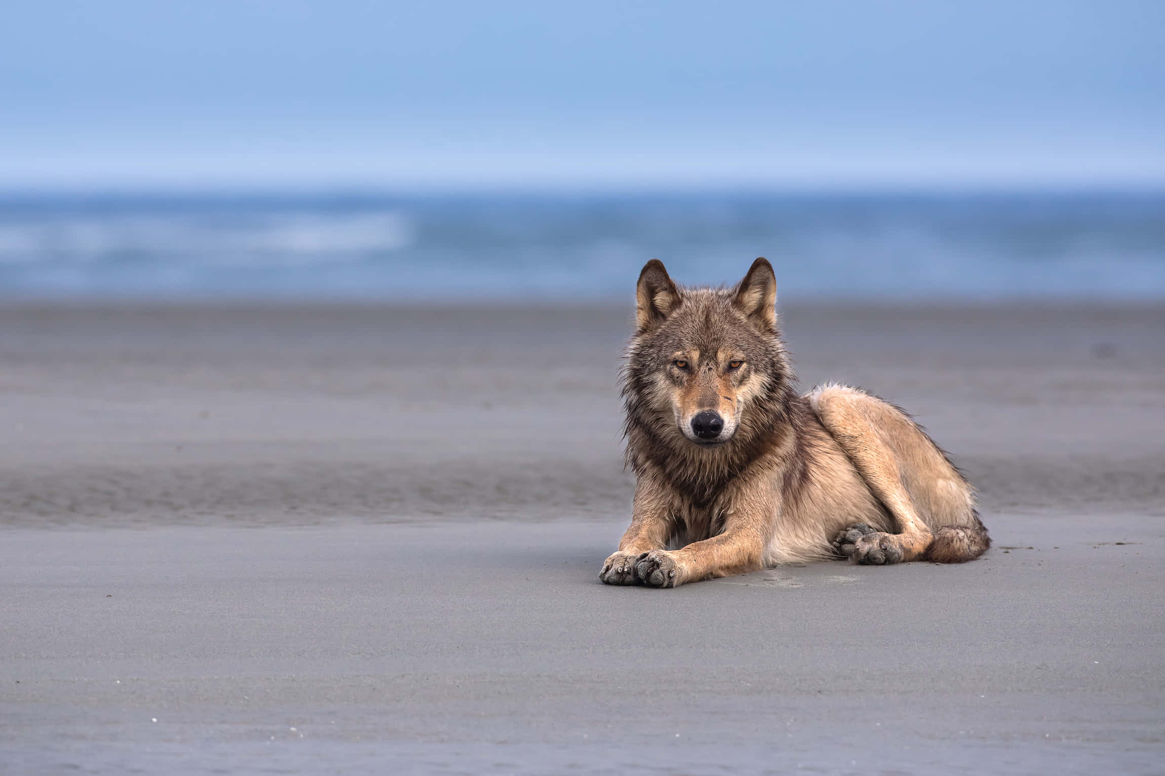 Wolf Photography 桌布 壁紙 — 一頭孤獨的狼在濕沙上休息，平靜地凝視著鏡頭，背景是翻滾的海浪。