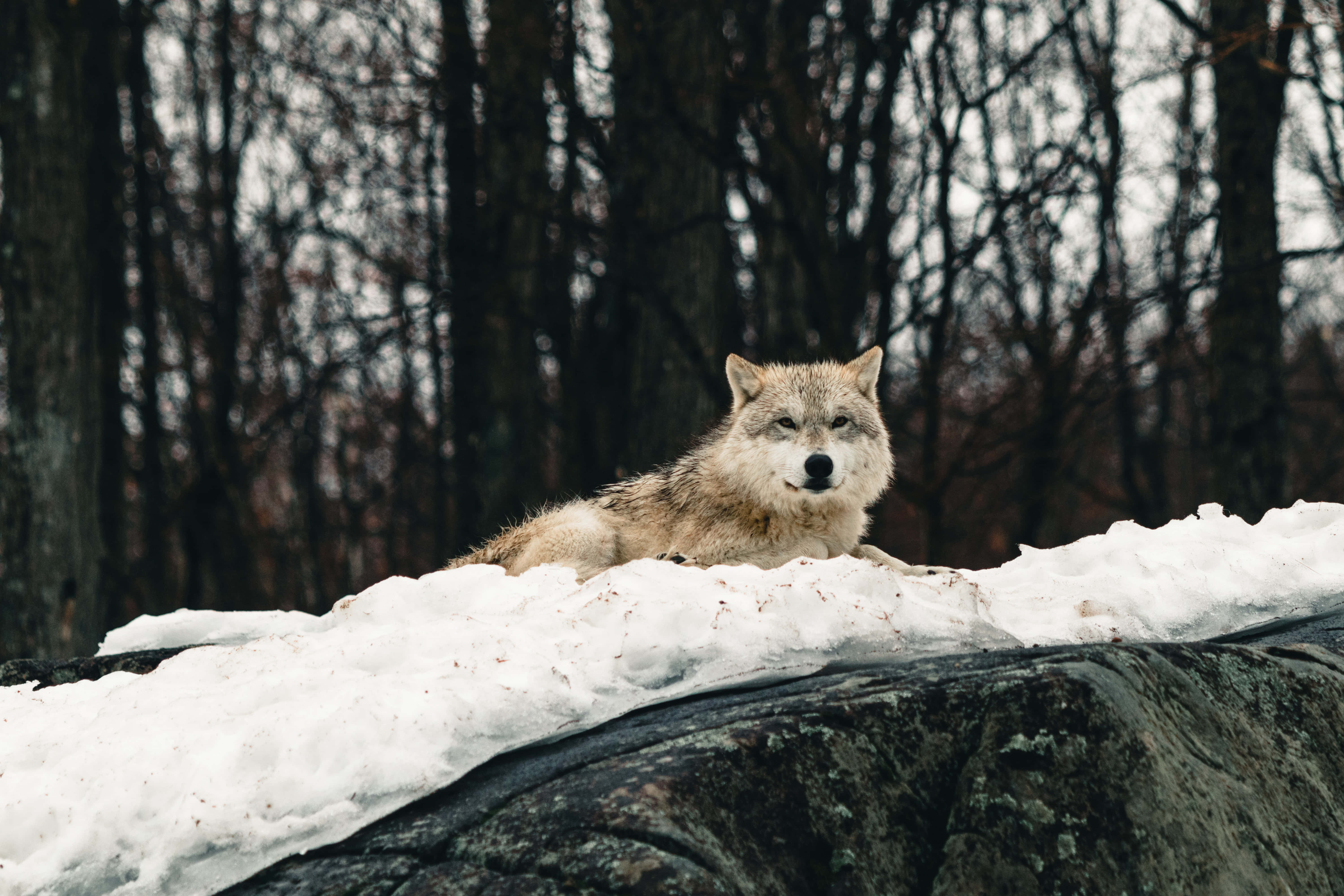 Wolf In Winter 桌布 壁紙 — 一頭孤獨的狼在白雪覆蓋的岩石上休息，周圍是樹木光禿的蕭瑟冬季森林。