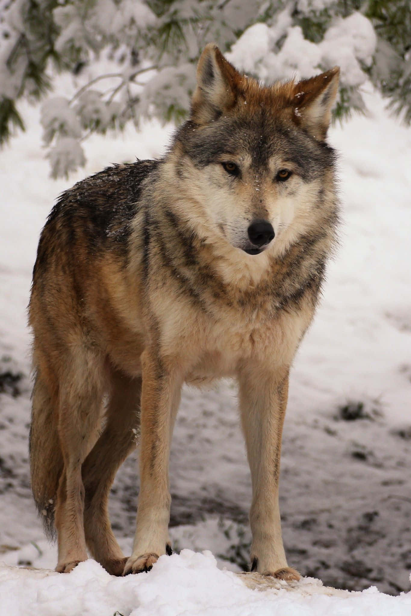 Mexican Wolf 桌布 壁紙 — 一頭孤獨的狼在雪地森林中警覺地站立，其皮毛在柔和冬日陽光下沾滿了新鮮的雪粉。