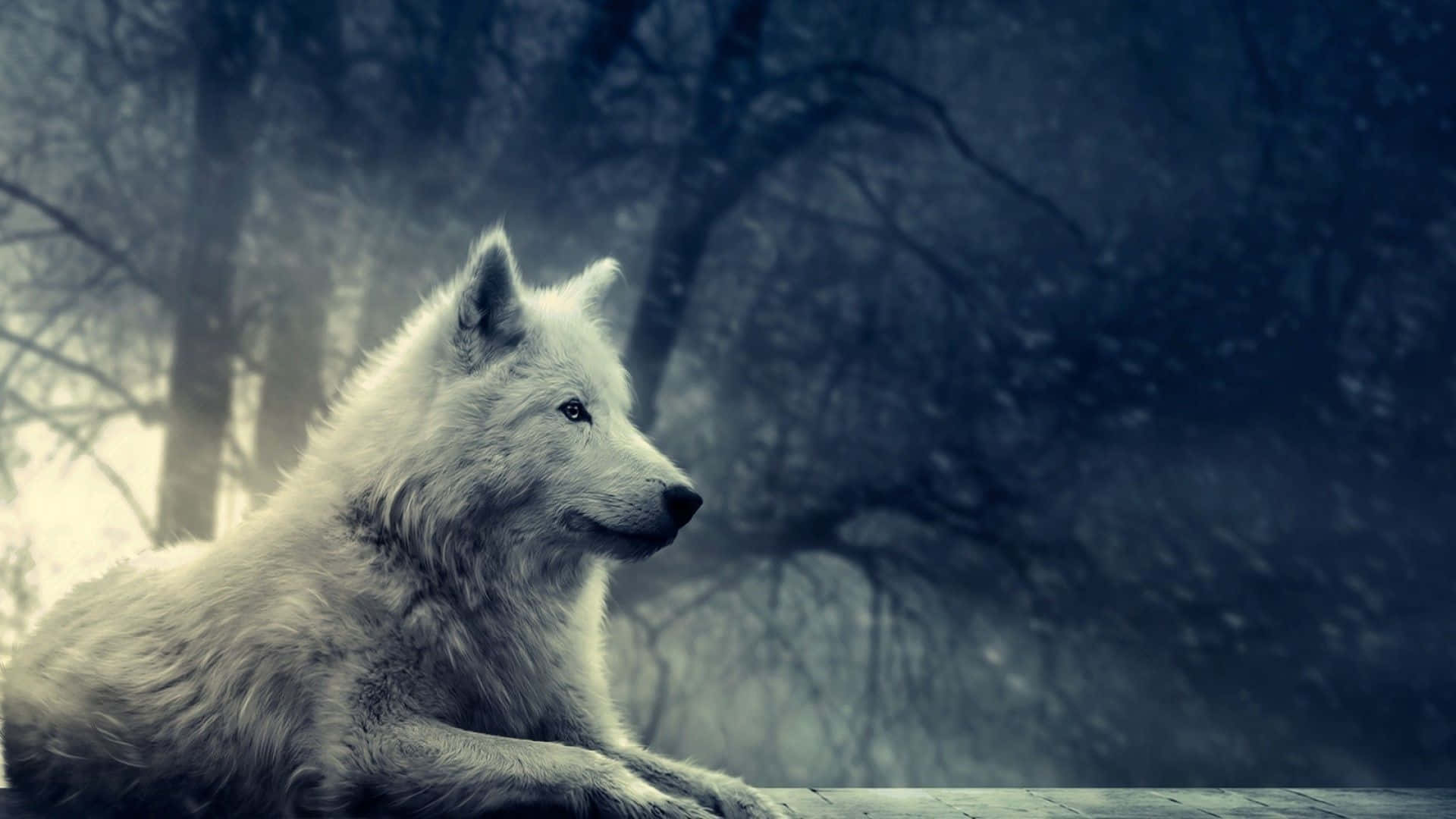 Gray Wolf 桌布 壁紙 — 一頭孤獨的白狼側身休息，背景是霧氣瀰漫、樹木光禿的黑暗森林。