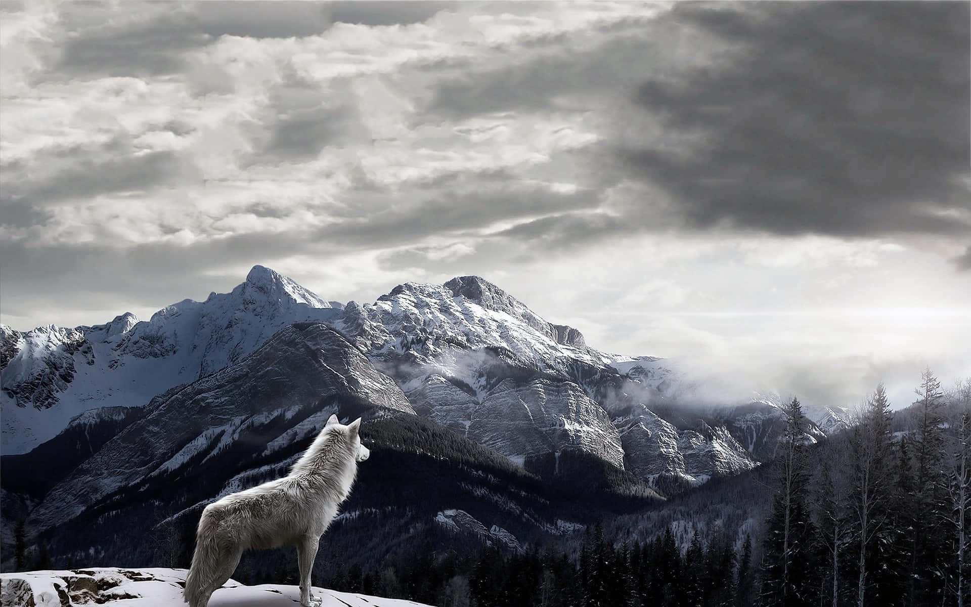 Wolf In Mountains 桌布 壁紙 — 一頭孤獨的白狼站在白雪覆蓋的懸崖上，俯瞰著戲劇性多雲天空下的廣闊山脈。
