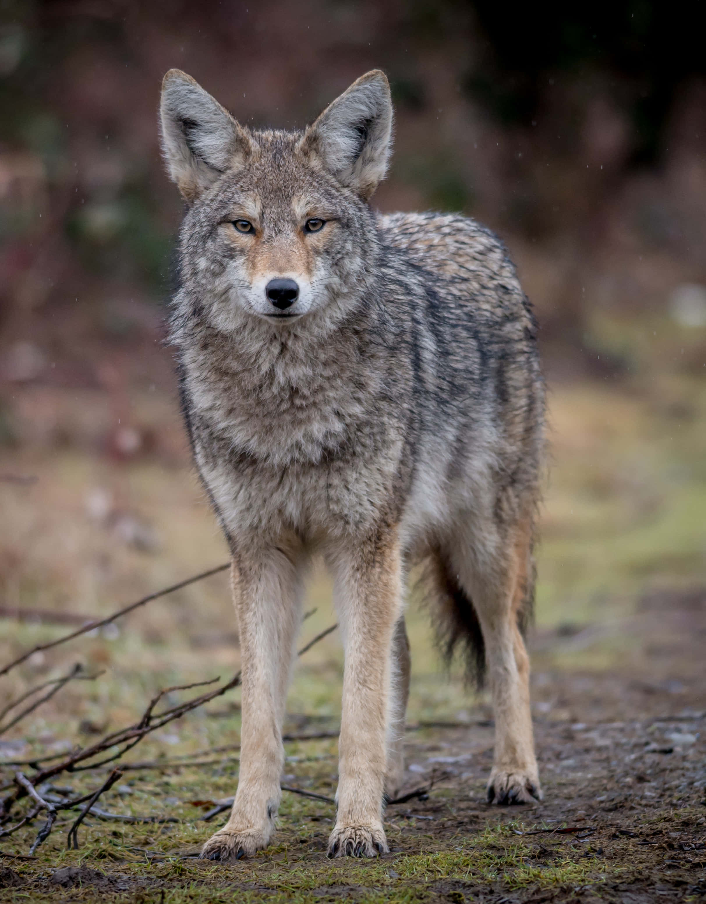 Coyote 桌布 壁紙 — 一頭孤獨的郊狼在森林小徑上警覺地站立，地面潮濕，散落著落枝，光線柔和自然。