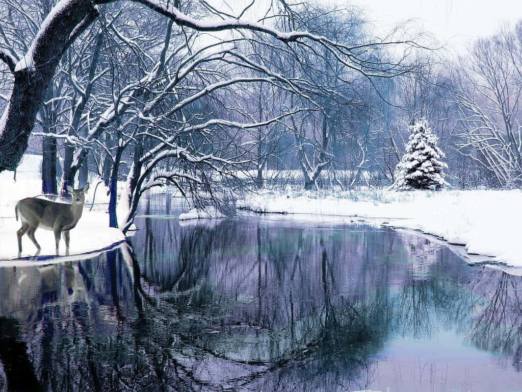 Winter Scene 桌布 壁紙 — 一頭孤獨的鹿站在雪覆蓋的河岸上，光禿的冬日樹木下，它們的倒影映在平靜的水面上。