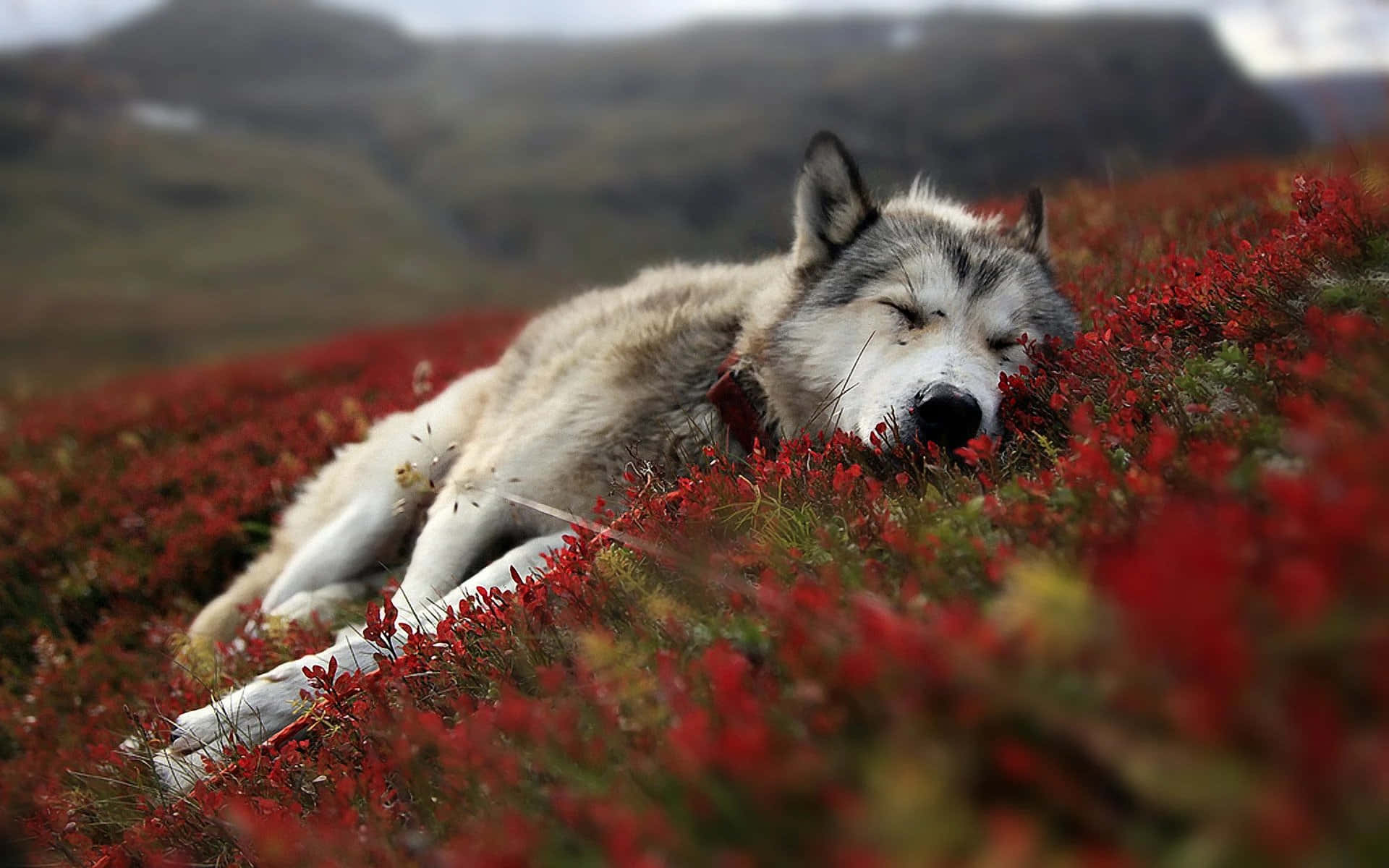 Cute Wolf 桌布 壁紙 — 一頭寧靜的狼在霧氣繚繞的山巒背景下，閉著眼睛躺在鮮紅色的樹葉田野中休息。