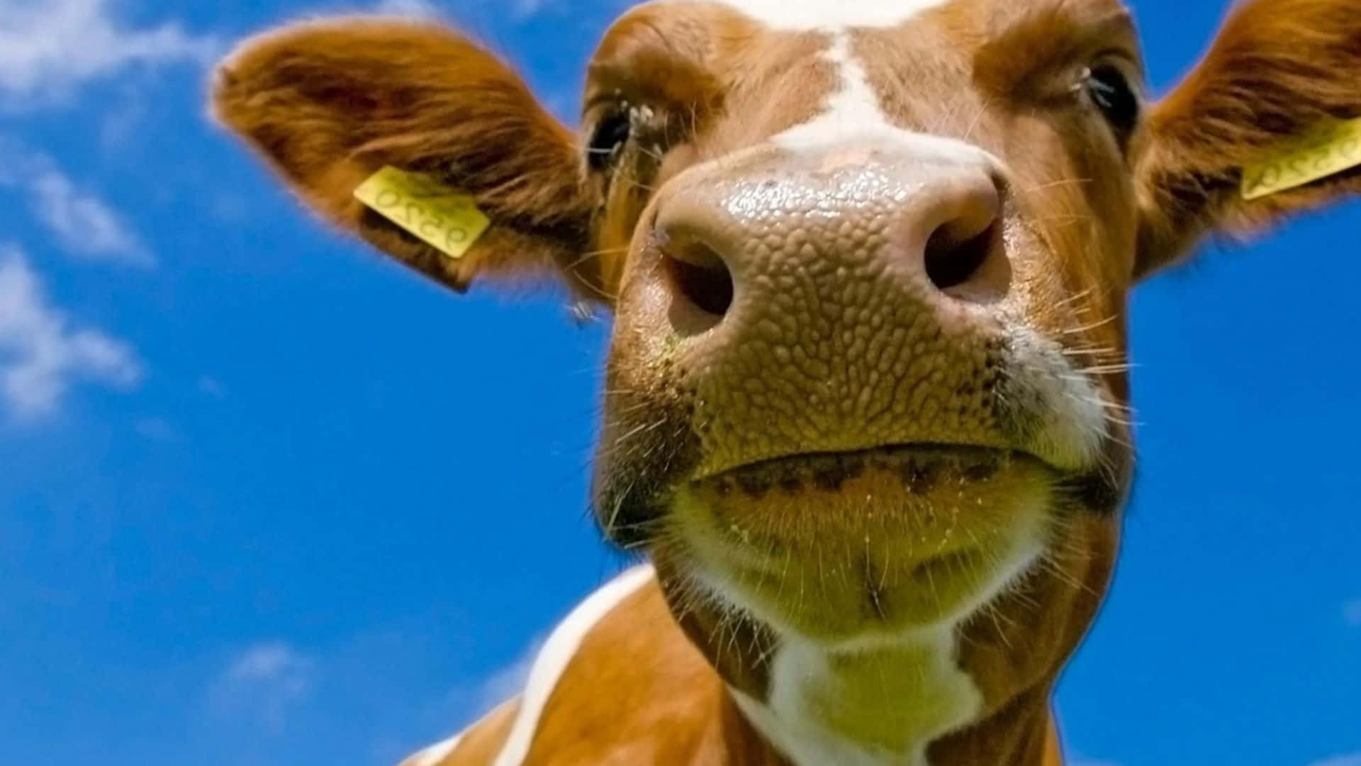 Brown Cow 桌布 壁紙 — 一頭帶有黃色耳標的棕白相間乳牛，在明亮的藍天下直視鏡頭的近距離特寫。