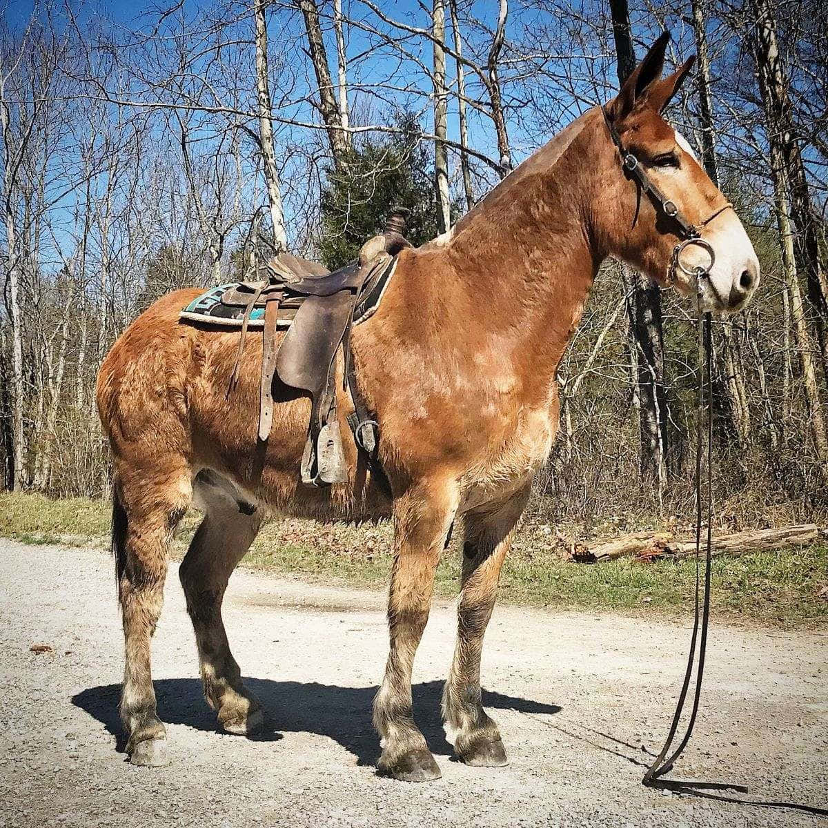 Mule 桌布 壁紙 — 一頭強壯的棕色騾子配備馬鞍，站在碎石路上，周圍是光禿禿的樹木，頭頂是清澈的藍天。