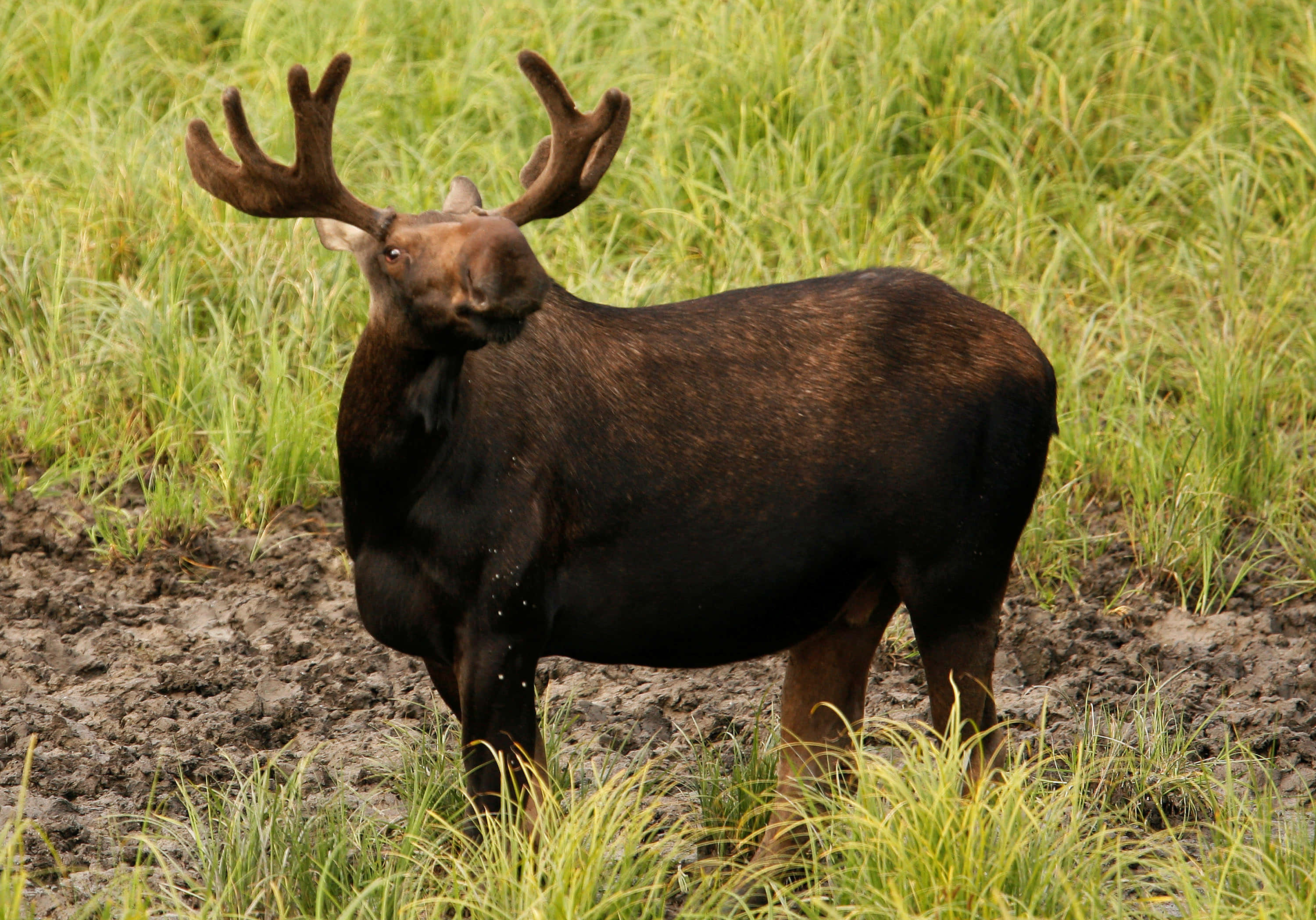 moose 桌布 壁紙 — 一頭擁有令人印象深刻鹿角的大駝鹿站在泥濘的田野中，周圍環繞著高大的綠草。