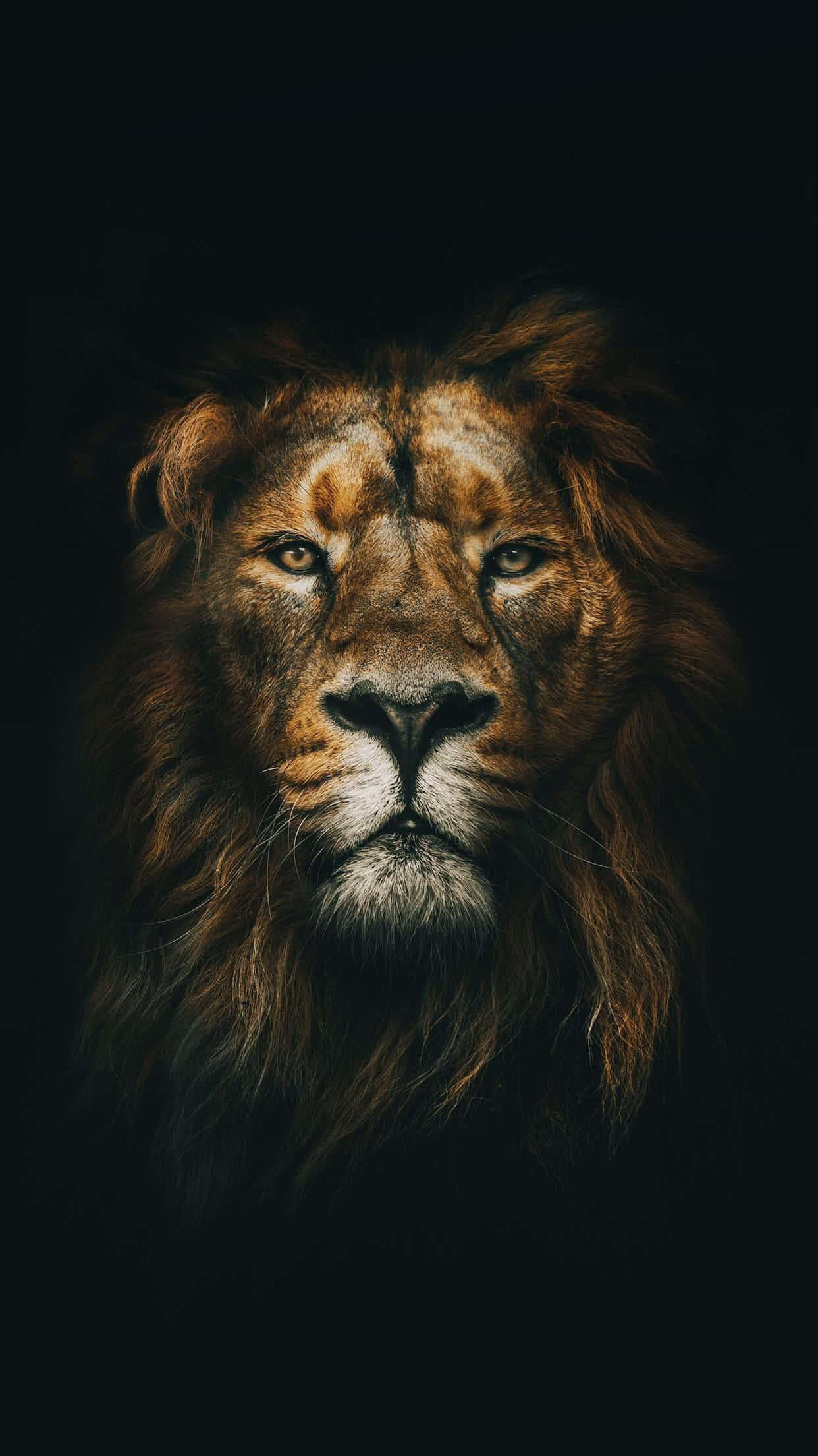 獅子 桌布 壁紙 — 一頭擁有完整鬃毛的雄偉雄獅，在漆黑的背景下凝視著。