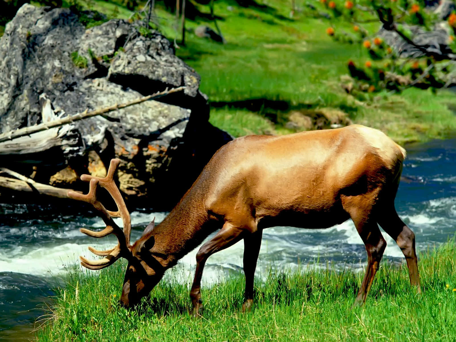 Wild Animals 桌布 壁紙 — 一頭擁有巨大鹿角的雄偉麋鹿，在背景有長滿苔蘚岩石的湍急河流旁，吃著鮮綠的草。