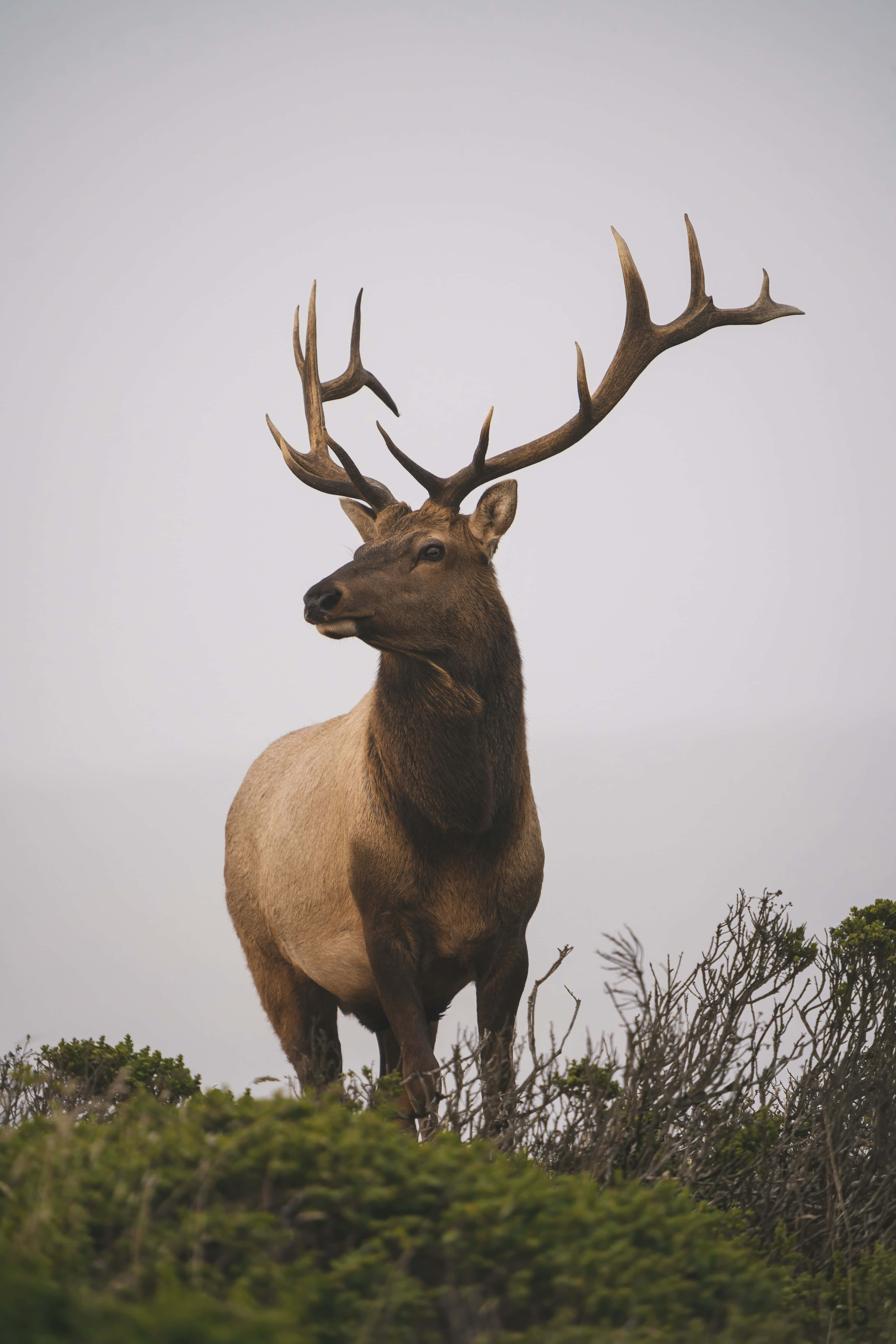 Stag 桌布 壁紙 — 一頭擁有巨大鹿角的雄偉麋鹿，在陰天籠罩下，高高矗立於被綠色灌木環繞的霧氣山丘上。