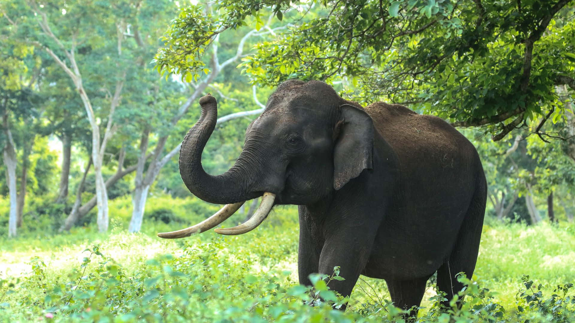 Beautiful Wildlife 桌布 壁紙 — 一頭擁有彎曲象牙的雄偉大象，站在茂密的綠色森林中，斑駁的陽光穿過濃密的樹冠灑落下來。