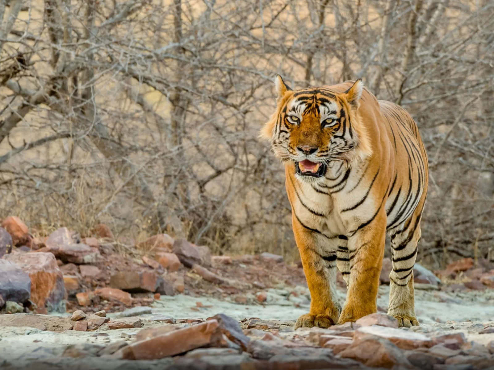 Beautiful Wildlife 桌布 壁紙 — 一頭擁有橙色皮毛和黑色條紋的雄偉老虎，在背景有光禿樹木的乾燥岩石地形中巡行。