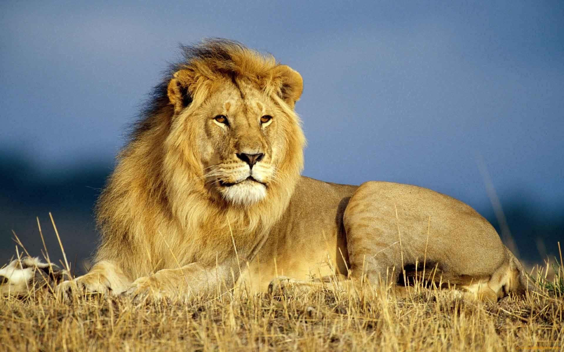 Wild Animals 桌布 壁紙 — 一頭擁有濃密金色鬃毛的雄偉雄獅，在柔和的藍天下，威嚴地躺在乾草中休息。