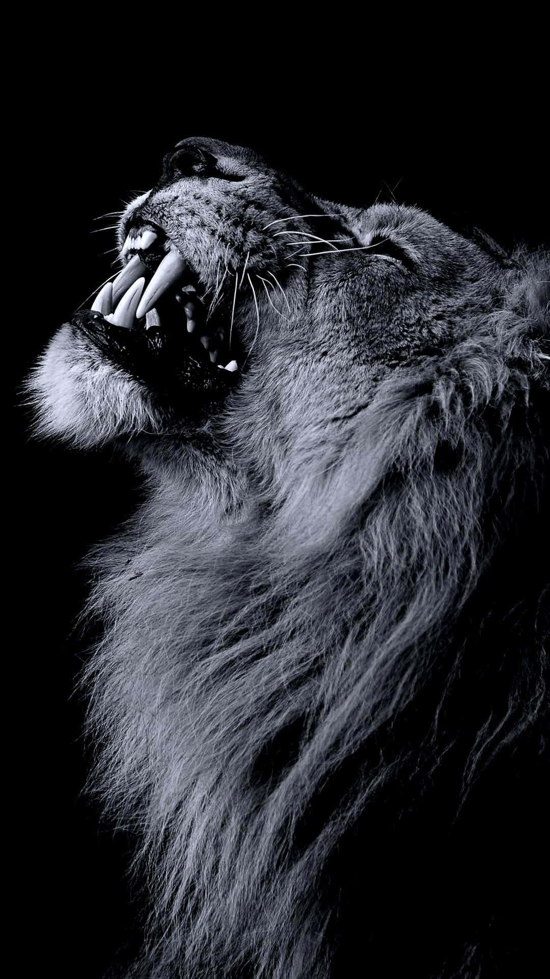 Lions 桌布 壁紙 — 一頭擁有濃密鬃毛的咆哮獅子，在強烈對比的單色畫面中，對著純黑背景露出牙齒。