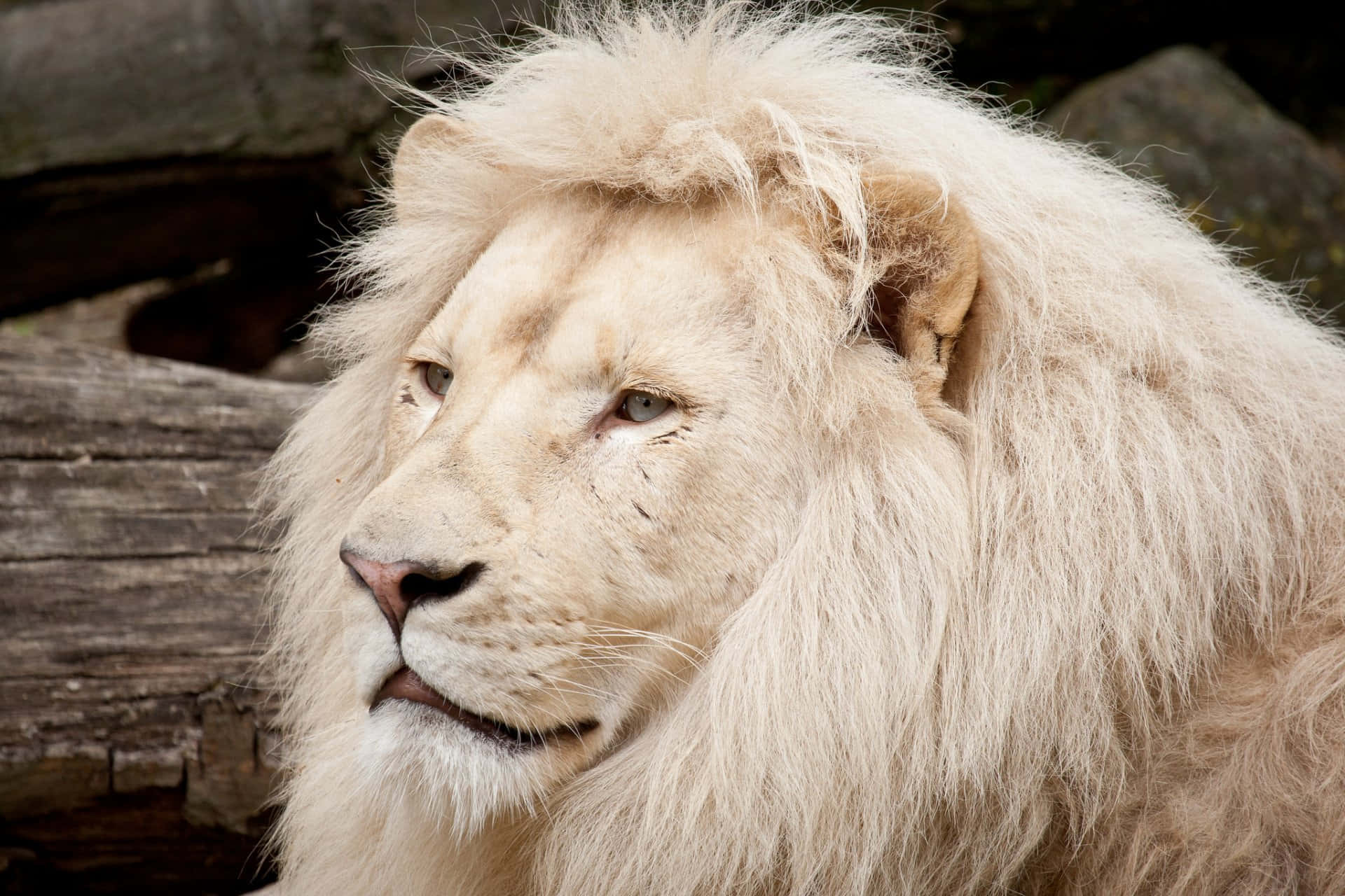Lions 桌布 壁紙 — 一頭擁有濃密鬃毛的雄偉白獅，在風化的木頭背景前平靜地凝視。