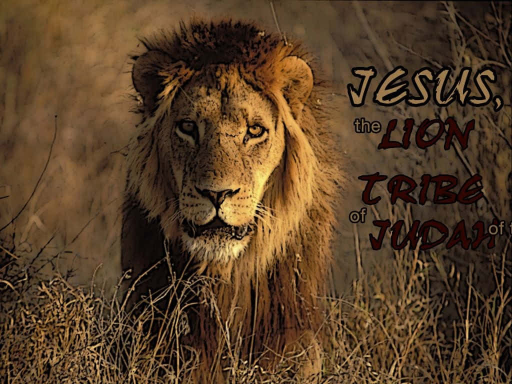 Lion Of Judah 桌布 壁紙 — 一頭擁有豐滿鬃毛的雄偉獅子在溫暖的金色光線下，從高高的乾草叢中凝視著。