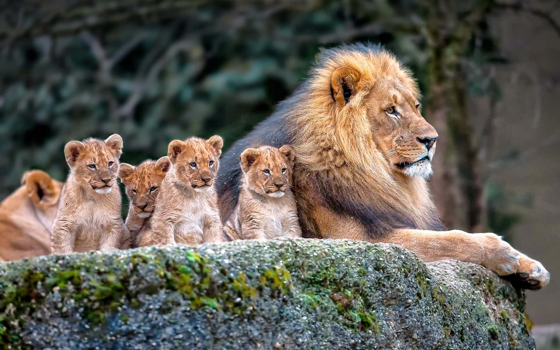 Wild Animals 桌布 壁紙 — 一頭擁有豐滿鬃毛的雄偉雄獅，在森林環境中保護性地躺在一塊長滿苔蘚的岩石上，旁邊有四隻好奇的幼獅。
