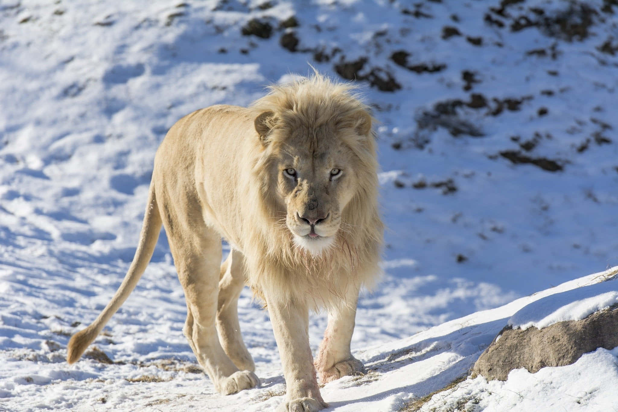 Lions 桌布 壁紙 — 一頭擁有豐滿鬃毛的雄獅在明亮的陽光下自信地走過雪地景觀。