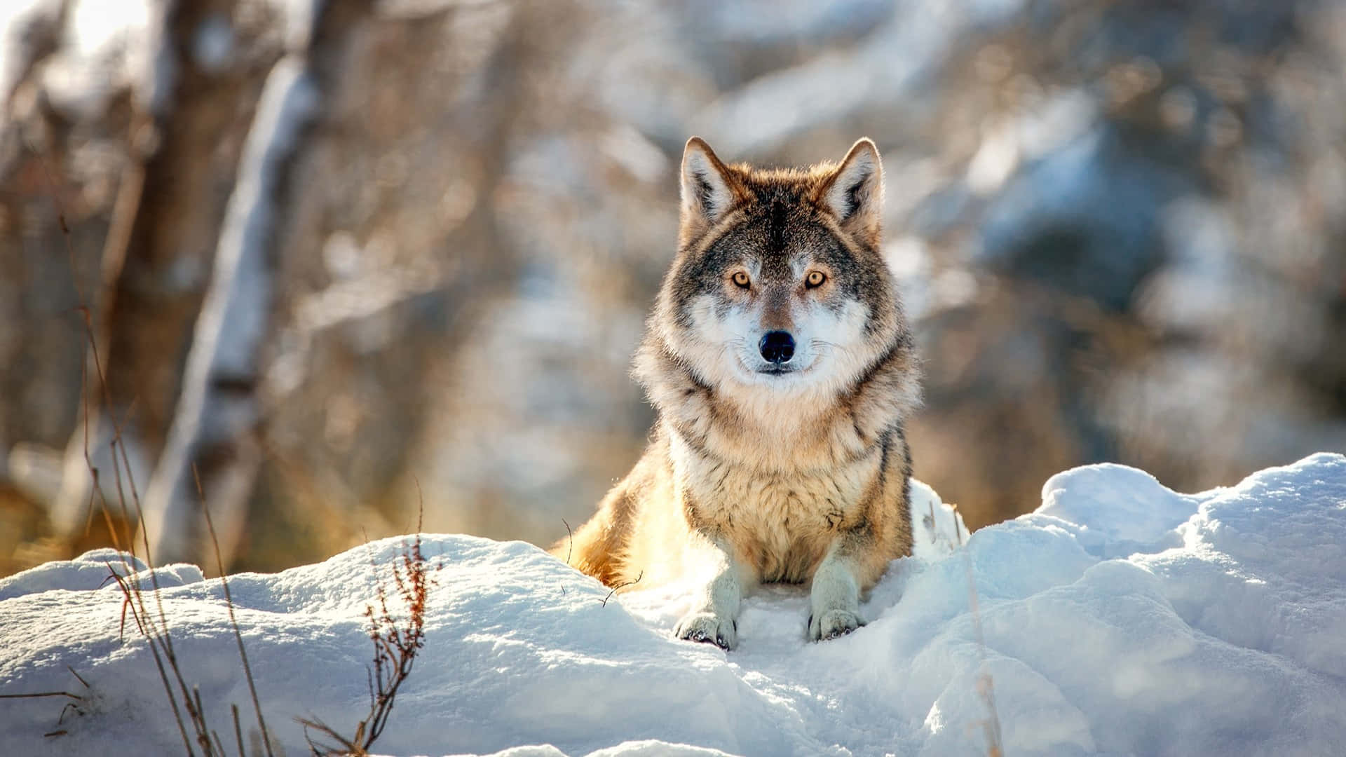 Wolf In Snow 桌布 壁紙 — 一頭擁有金色眼睛的雄偉狼隻警覺地坐在陽光普照的冬季森林中的雪堆上。