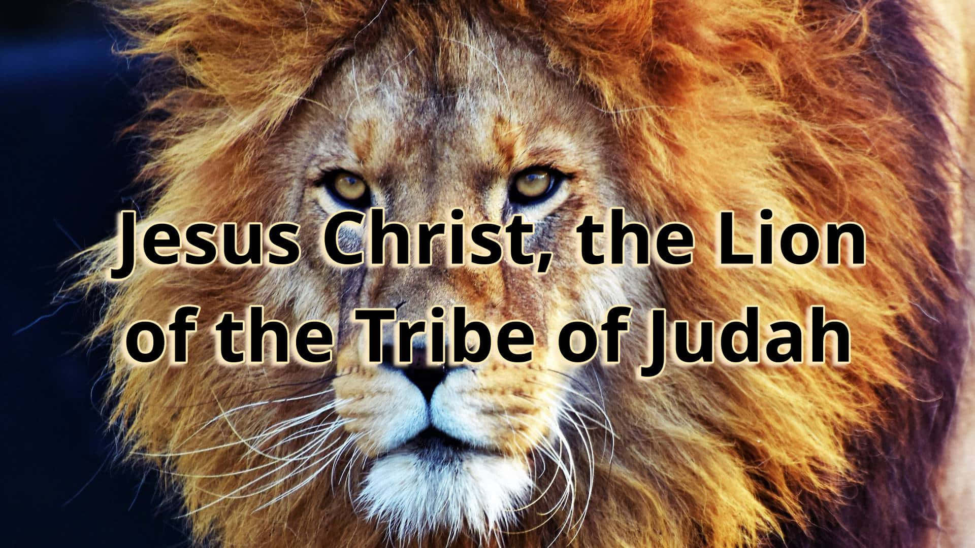 Lion Of Judah 桌布 壁紙 — 一頭擁有金色鬃毛的雄偉獅子，在帶有文字疊加的深色背景上，凝視著。