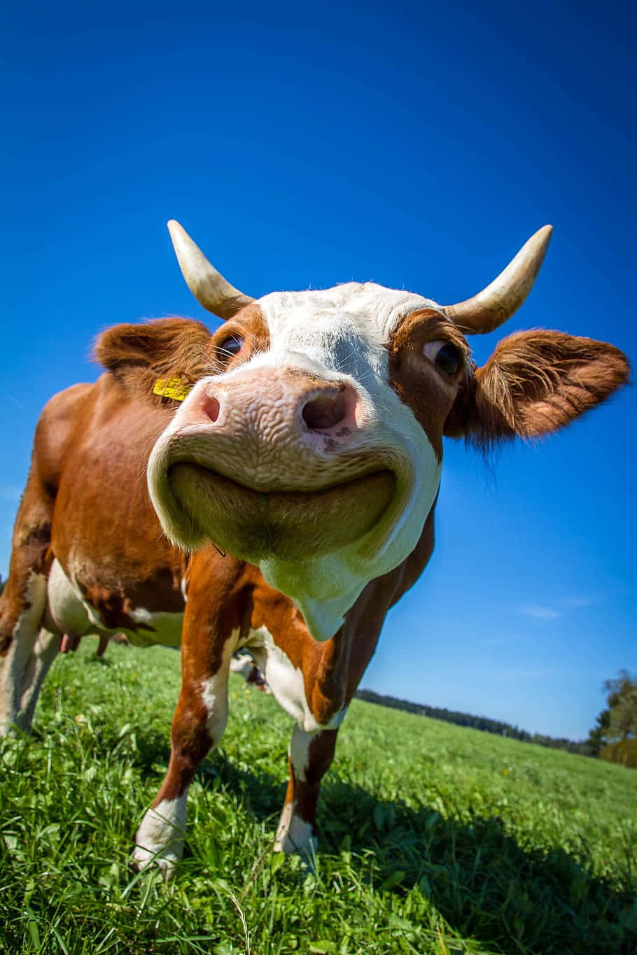 Brown Cow 桌布 壁紙 — 一頭有彎曲角的棕色和白色乳牛，在晴朗藍天下陽光普照的綠色田野中，對著鏡頭頑皮地微笑。