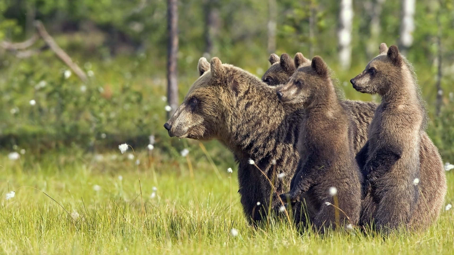 Wild Animals 桌布 壁紙 — 一頭棕熊媽媽和她的三隻幼崽在陽光明媚、點綴著白色花朵、被綠色森林環繞的草地上警覺地站立。