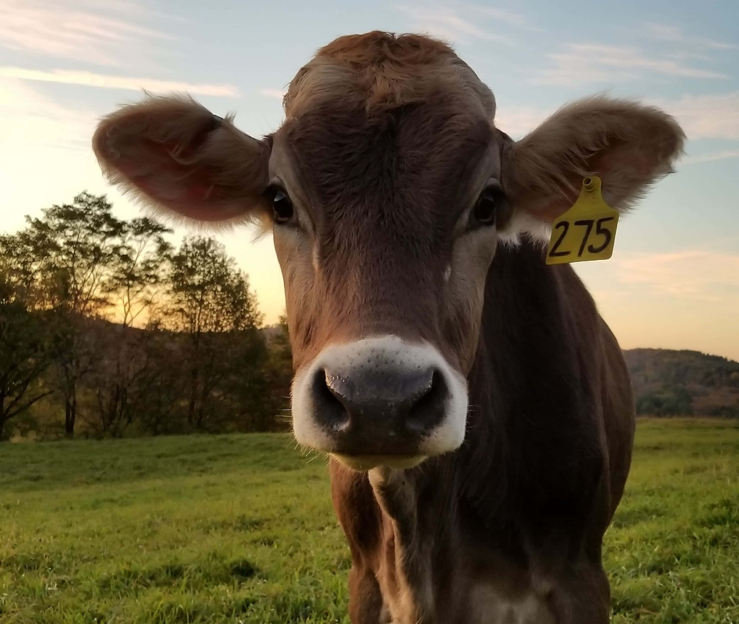 Brown Swiss Cow 桌布 壁紙 — 一頭棕色乳牛的特寫，牠的黃色耳標編號為275，在日落時分的草地上直視鏡頭。