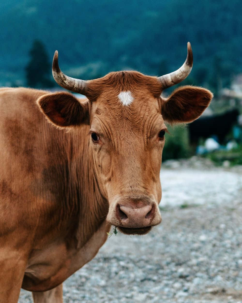 Brown Cow 桌布 壁紙 — 一頭棕色乳牛的近距離特寫，有彎曲的角和白色的額頭標記，在模糊的山景背景下直視鏡頭。