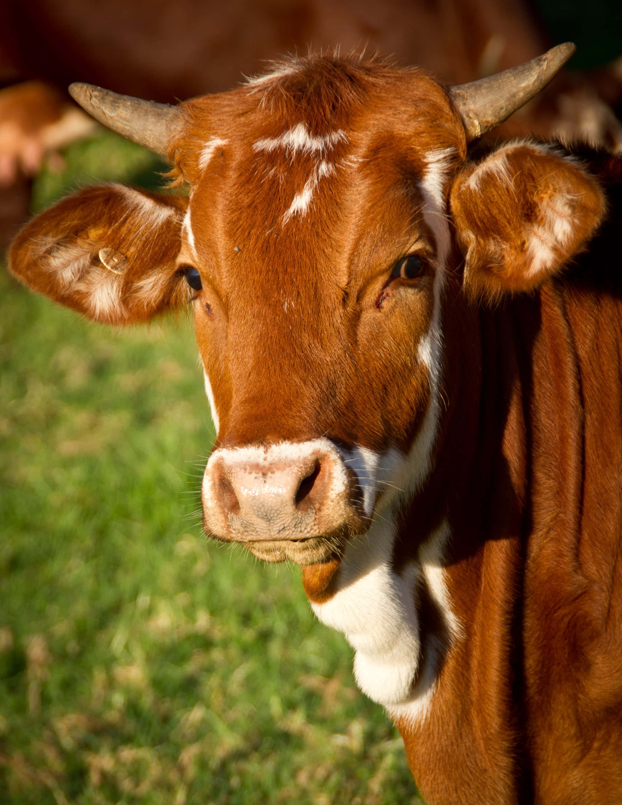 Brown Cow 桌布 壁紙 — 一頭棕色和白色、帶有彎曲角的牛在陽光明媚的草地上直視鏡頭的特寫。