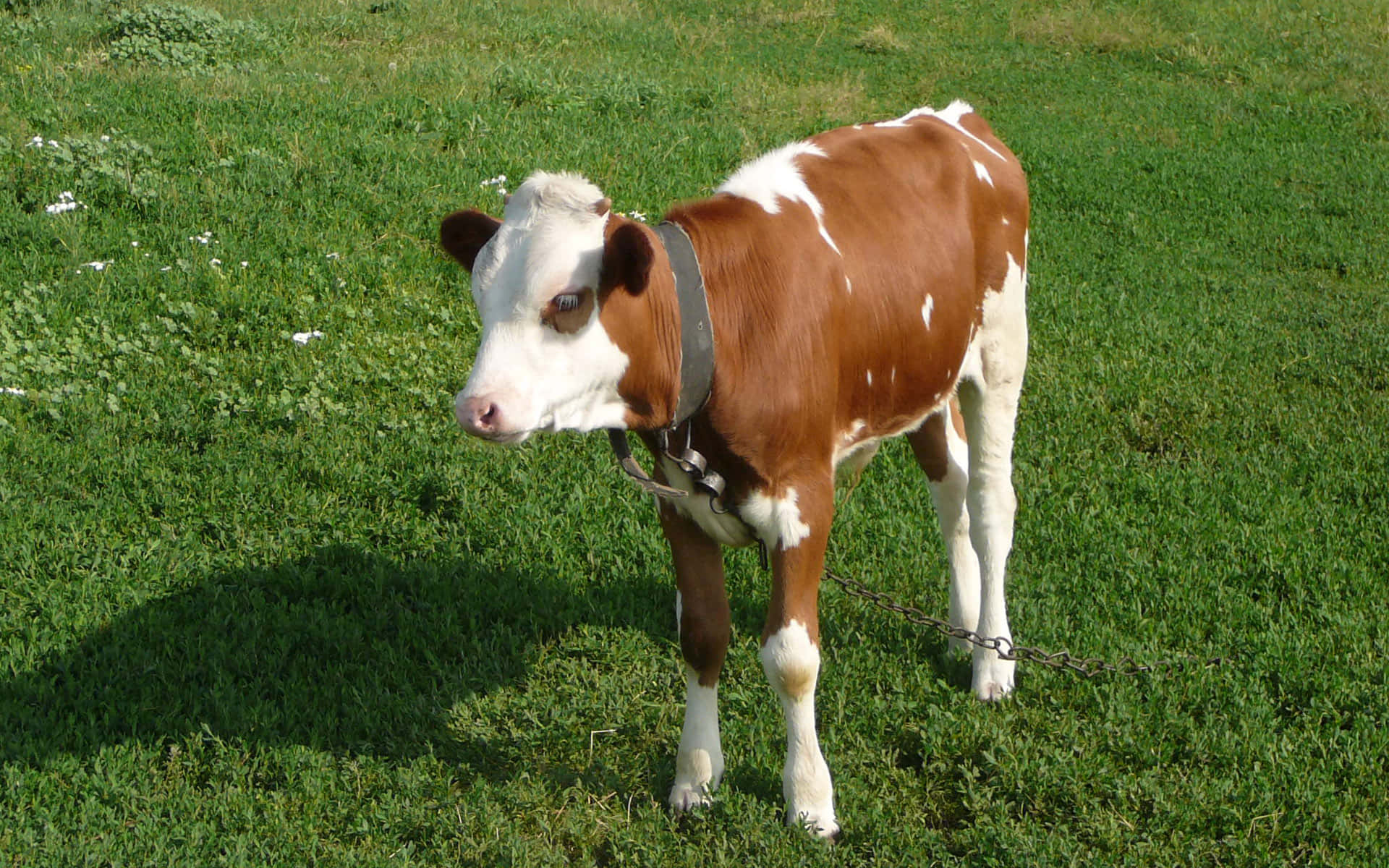 Brown Swiss Cow 桌布 壁紙 — 一頭棕色和白色的小牛被拴在陽光明媚、點綴著小白花的綠色牧場上。