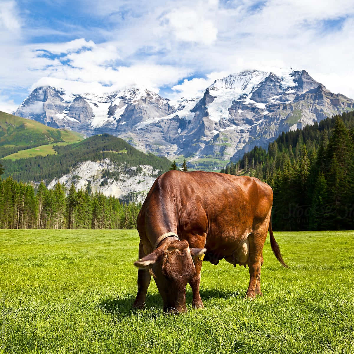 Brown Swiss Cow 桌布 壁紙 — 一頭棕色牛在充滿活力的綠色草地上平靜地吃草，背景是白雪覆蓋的山脈和松樹林，上方是明亮的藍天。