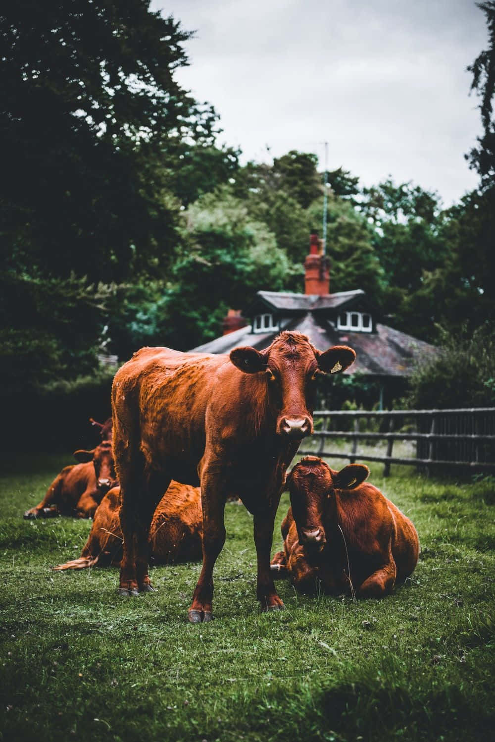 Farm Animal 桌布 壁紙 — 一頭棕色牛在草地上警覺地站立，其他牛在附近休息，天空多雲，附近有一間鄉村風格的房子。