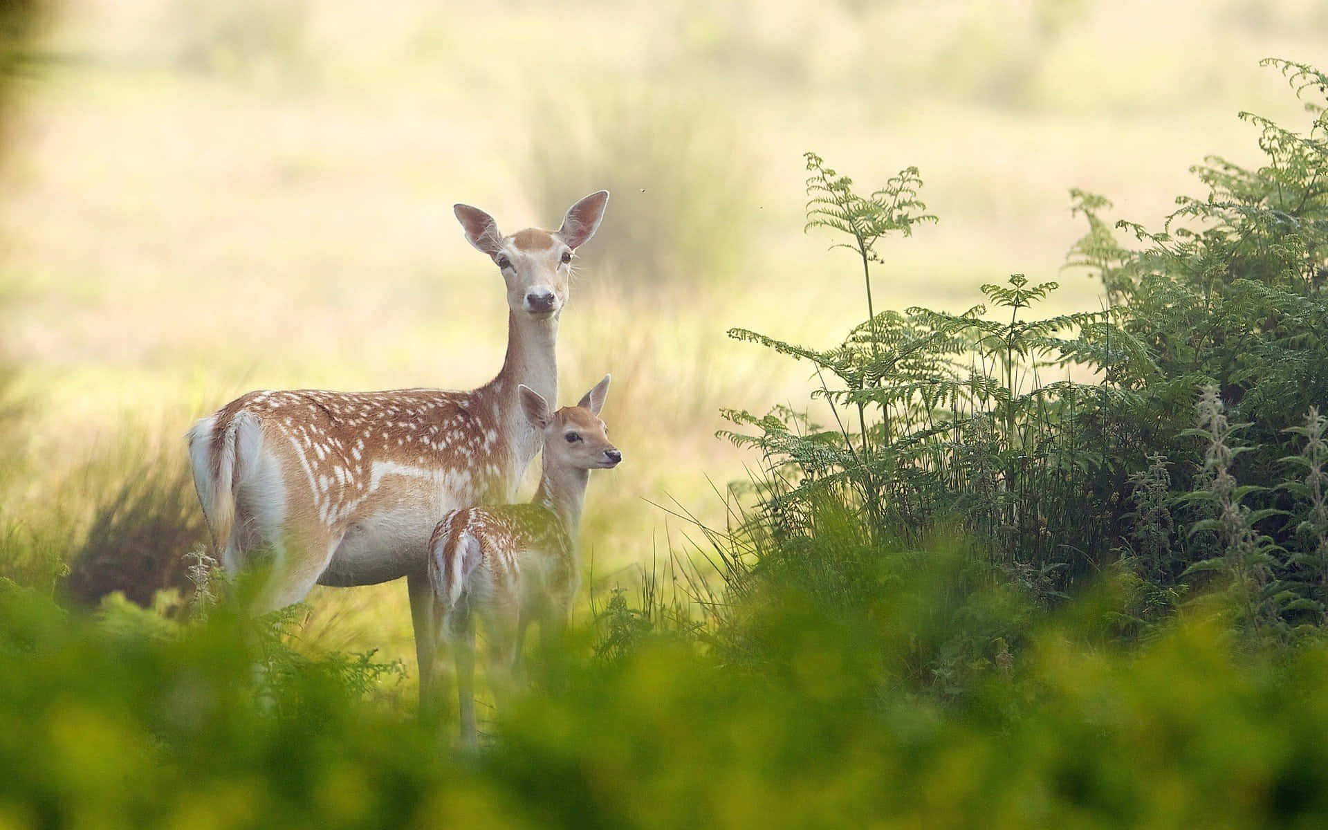 Beautiful Wildlife 桌布 壁紙 — 一頭母鹿和牠的小鹿在陽光明媚的草地上警覺地站著，蕨類植物和高高的草叢框住了這個場景。