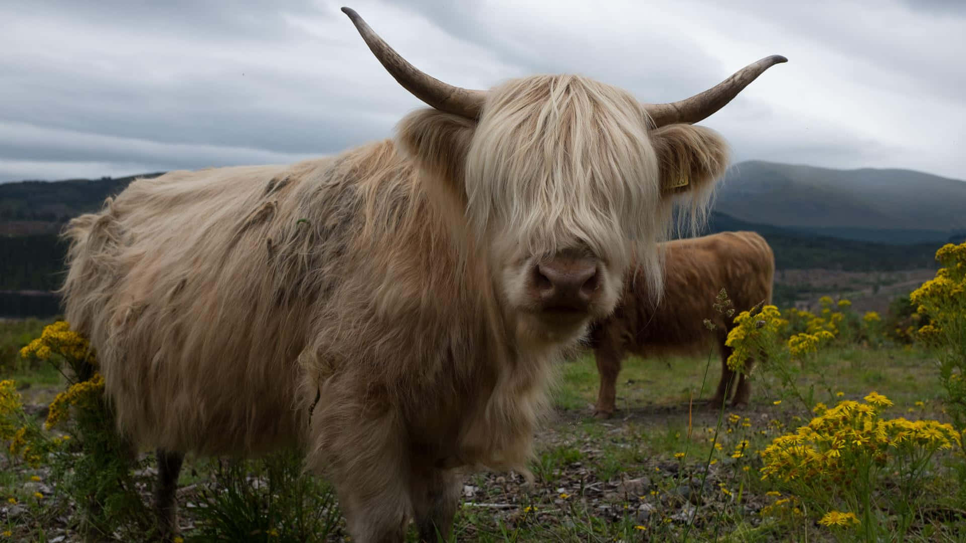 Highland Cow 桌布 壁紙 — 一頭毛茸茸、長有彎曲角的蘇格蘭高地牛站在草地上，草地上點綴著黃色花朵，天空多雲。