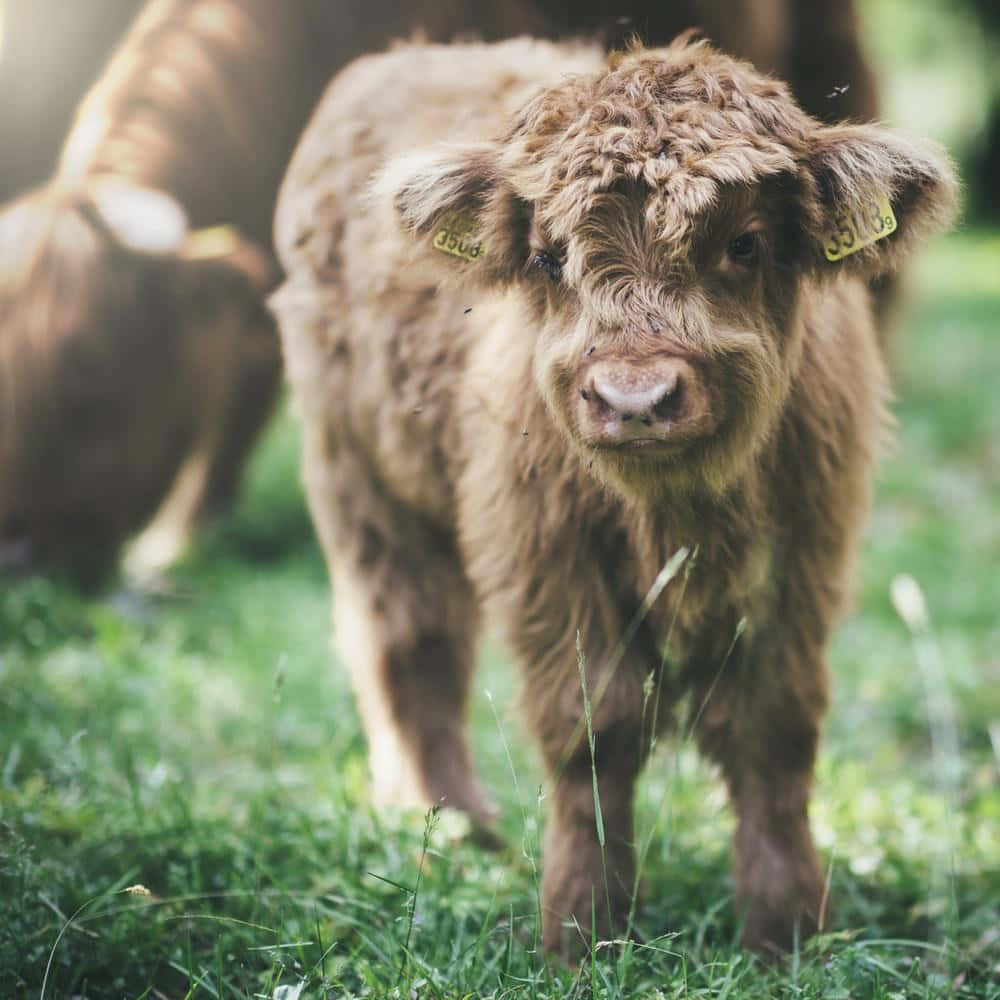 Highland Cow 桌布 壁紙 — 一頭毛茸茸嘅棕色高地小牛，帶住耳標，企喺陽光普照嘅綠色草地上，用柔和嘅眼神直視鏡頭。