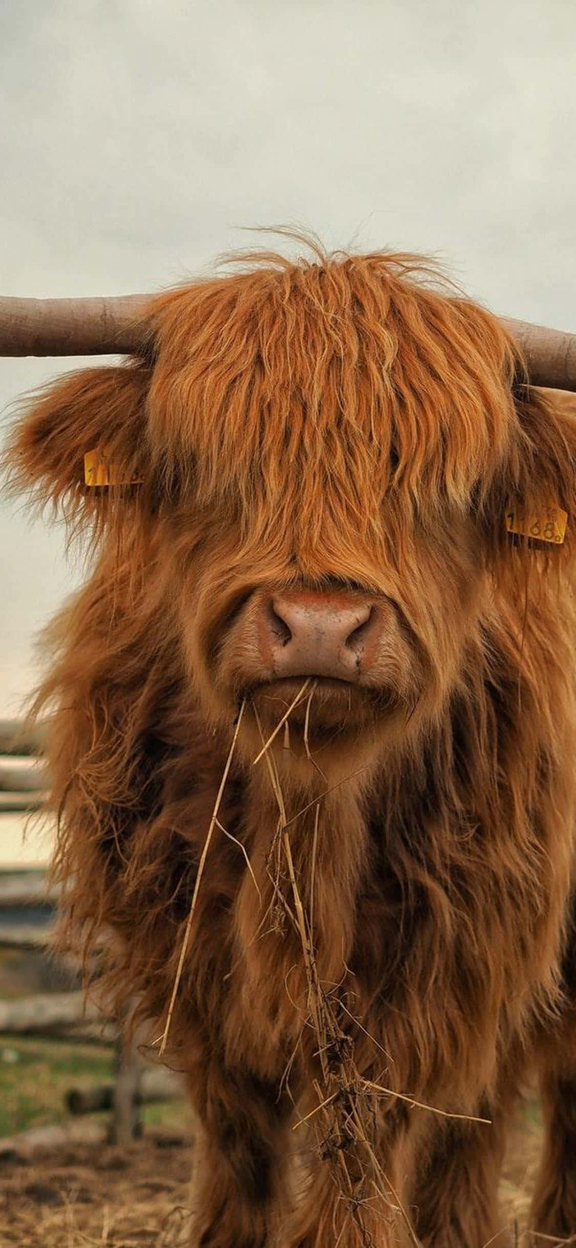 Highland Cow 桌布 壁紙 — 一頭毛茸茸的棕色高地牛，長角，在柔和天空下咀嚼乾草的近距離特寫。
