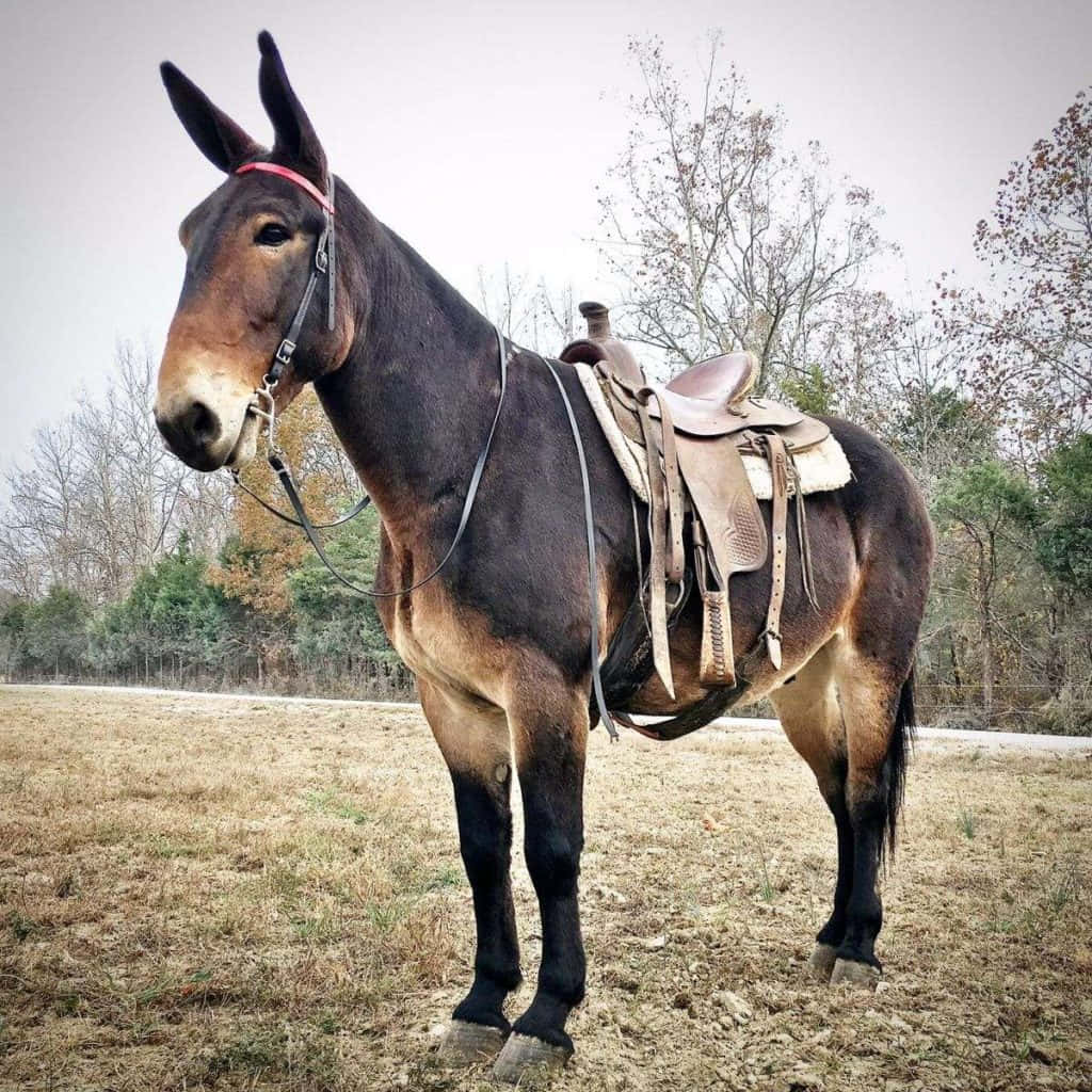 Mule 桌布 壁紙 — 一頭深棕色的騾子配上馬鞍，平靜地站在乾燥的草地上，天空多雲，背景有光禿禿的樹木。