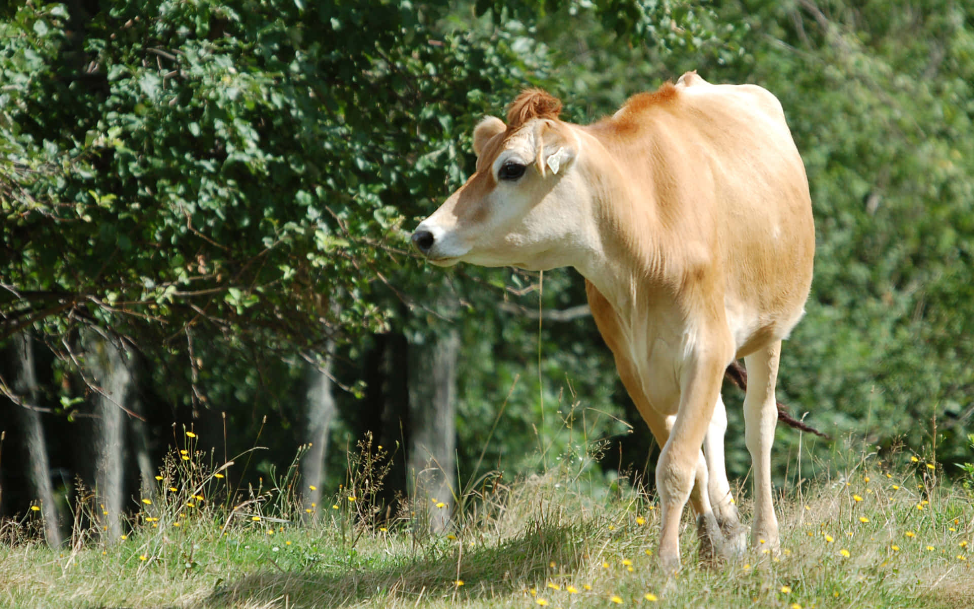 Brown Swiss Cow 桌布 壁紙 — 一頭淺棕色嘅牛企喺陽光普照、點綴住黃色花朵嘅草地上，周圍係茂密嘅綠色樹木。