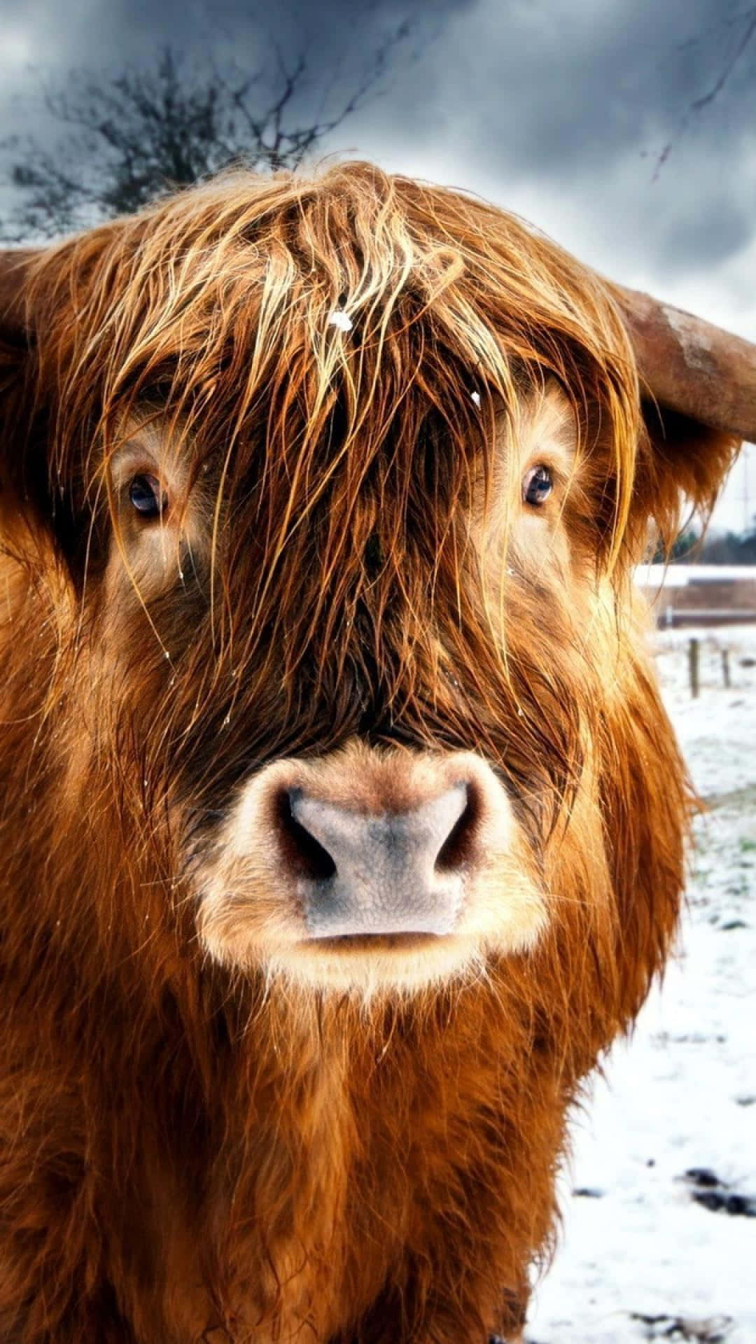 Highland Cow 桌布 壁紙 — 一頭濕漉漉的棕色高地牛的近距離特寫，雪花落在牠蓬鬆的皮毛上，背景是白雪皚皚的田野和多雲的天空。